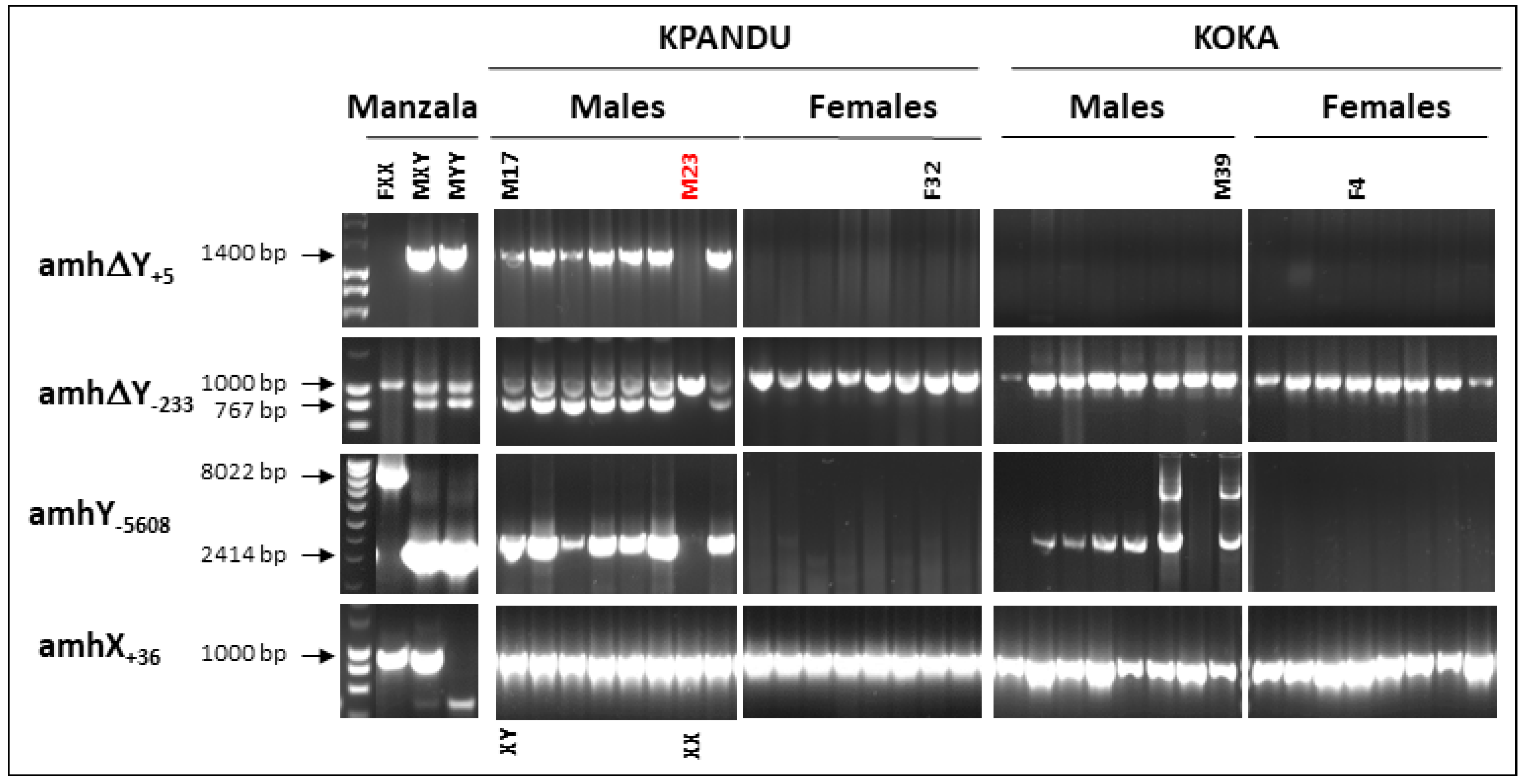 Genes 11 01017 g002 Genes 11 01017 g002