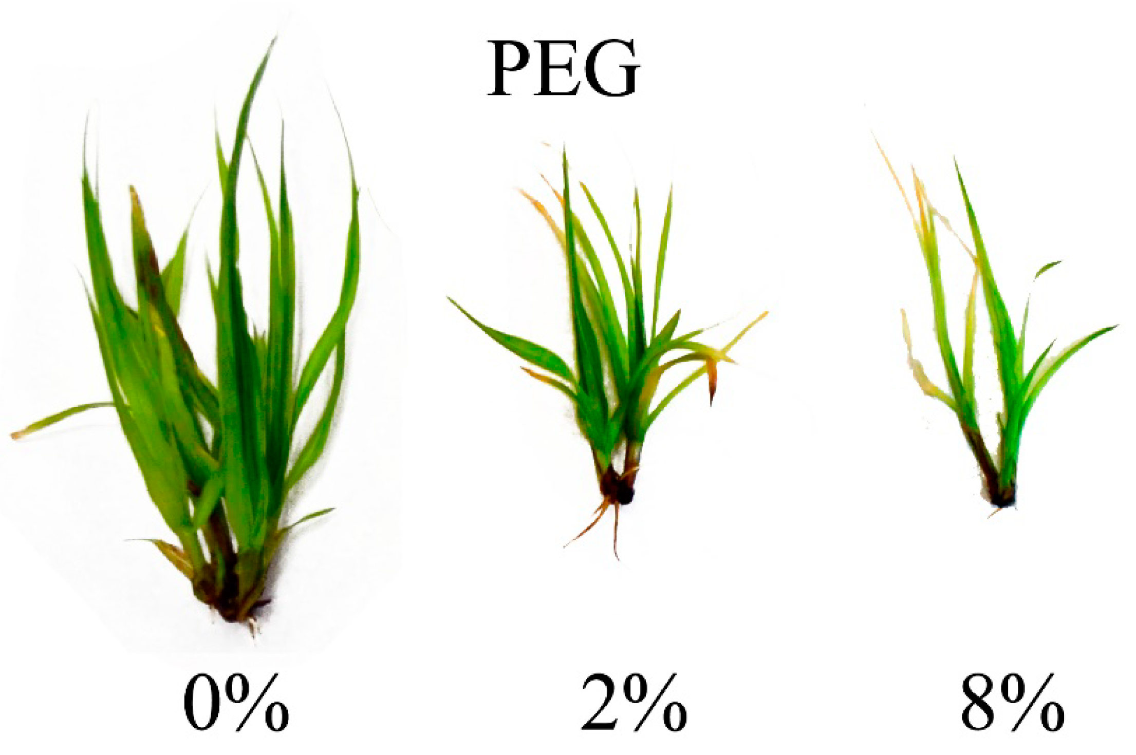Genes 11 01022 g001 Genes 11 01022 g001
