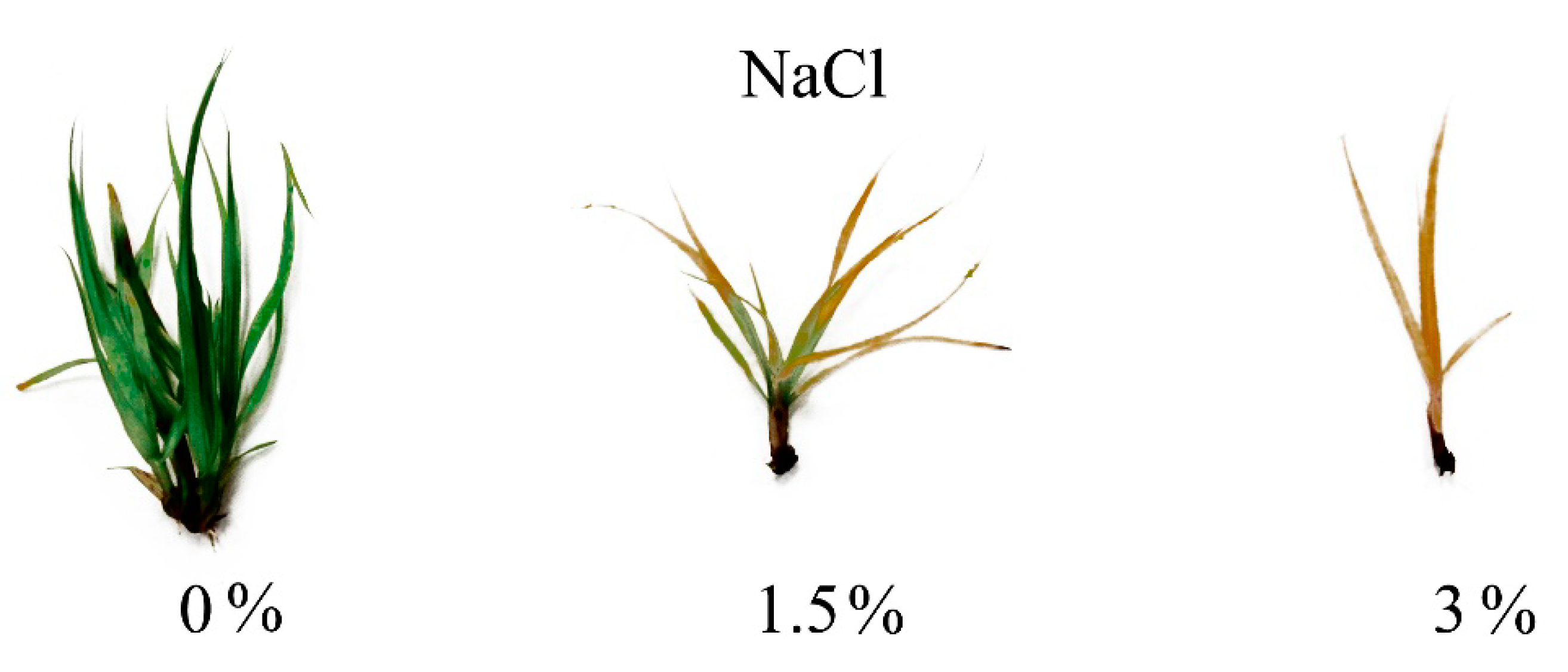 Genes 11 01022 g002 Genes 11 01022 g002