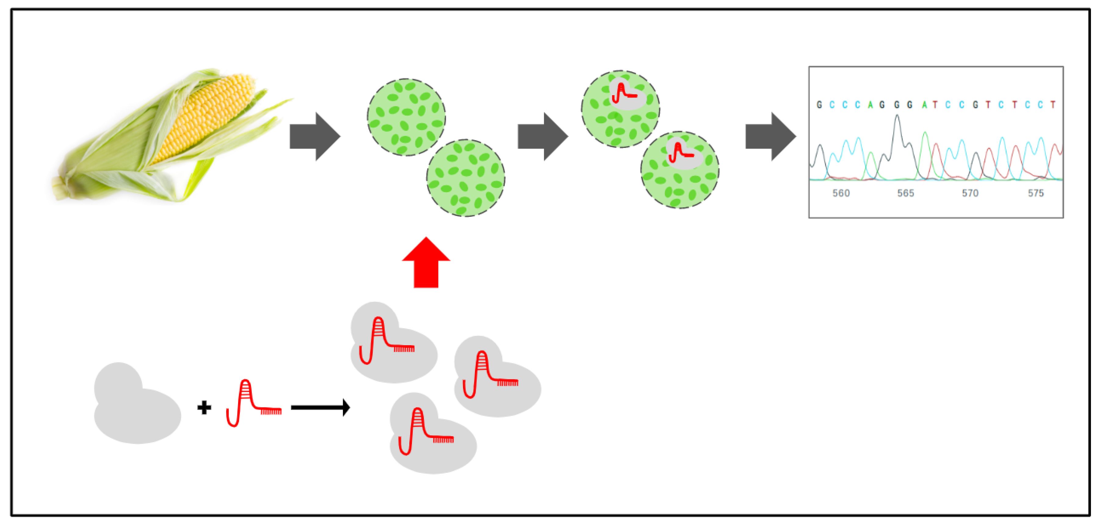 Genes 11 01029 g001
