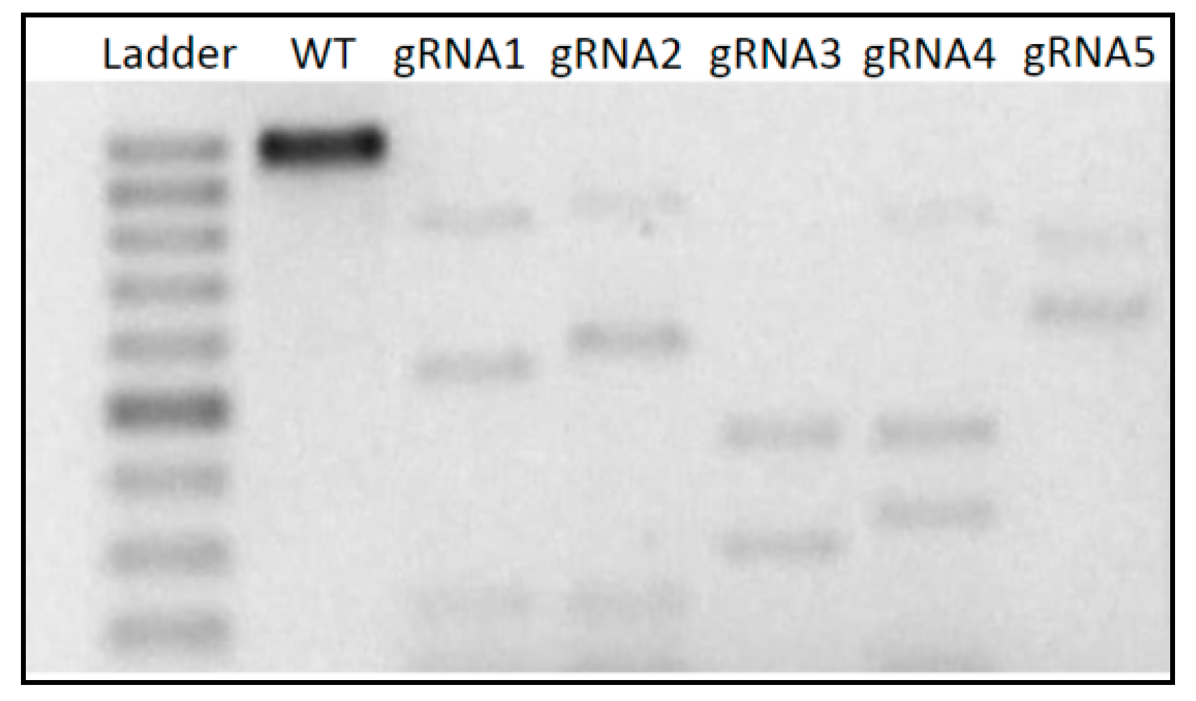 Genes 11 01029 g002