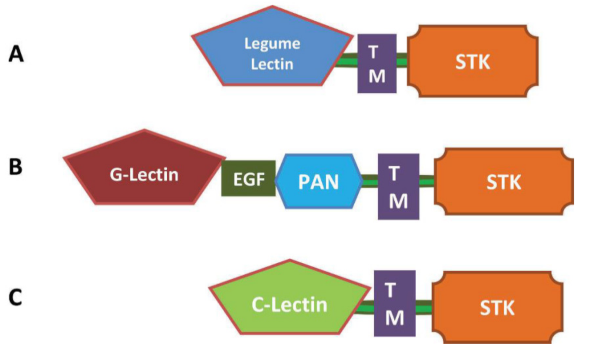 Genes 11 01032 g001 Genes 11 01032 g001