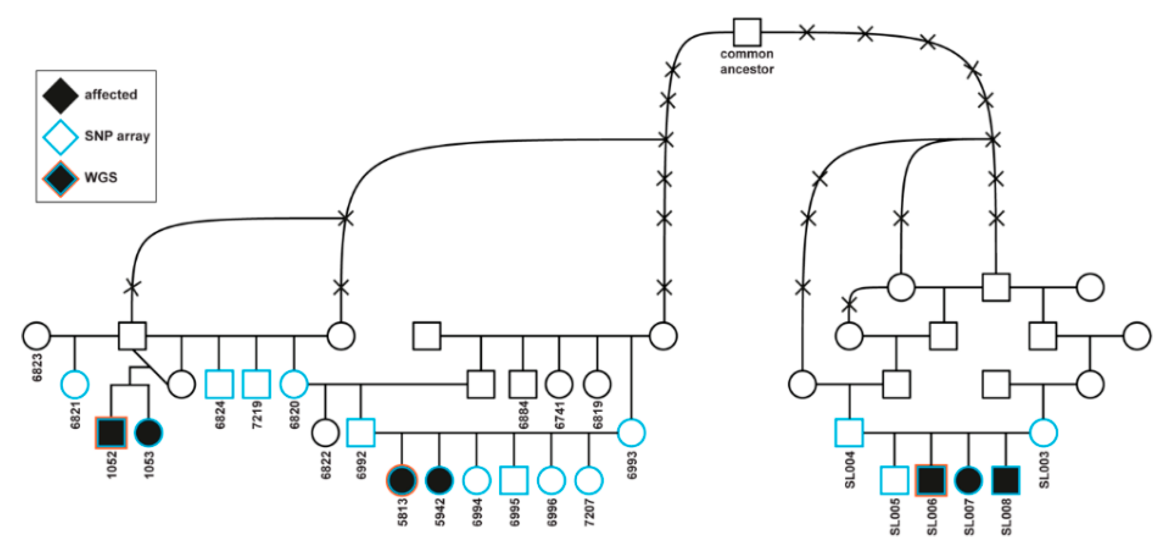 Genes 11 01033 g001 Genes 11 01033 g001