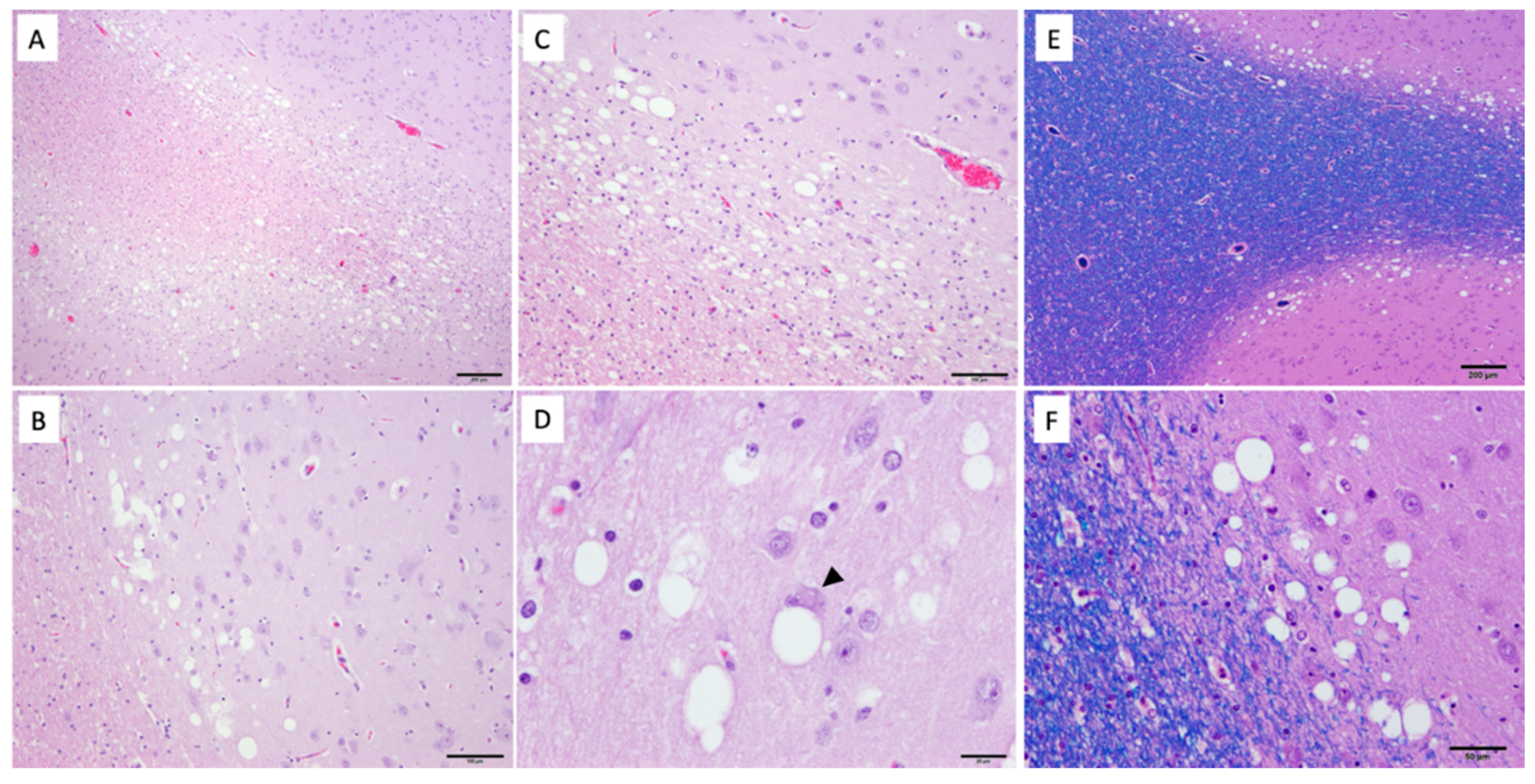 Genes 11 01033 g004 Genes 11 01033 g004