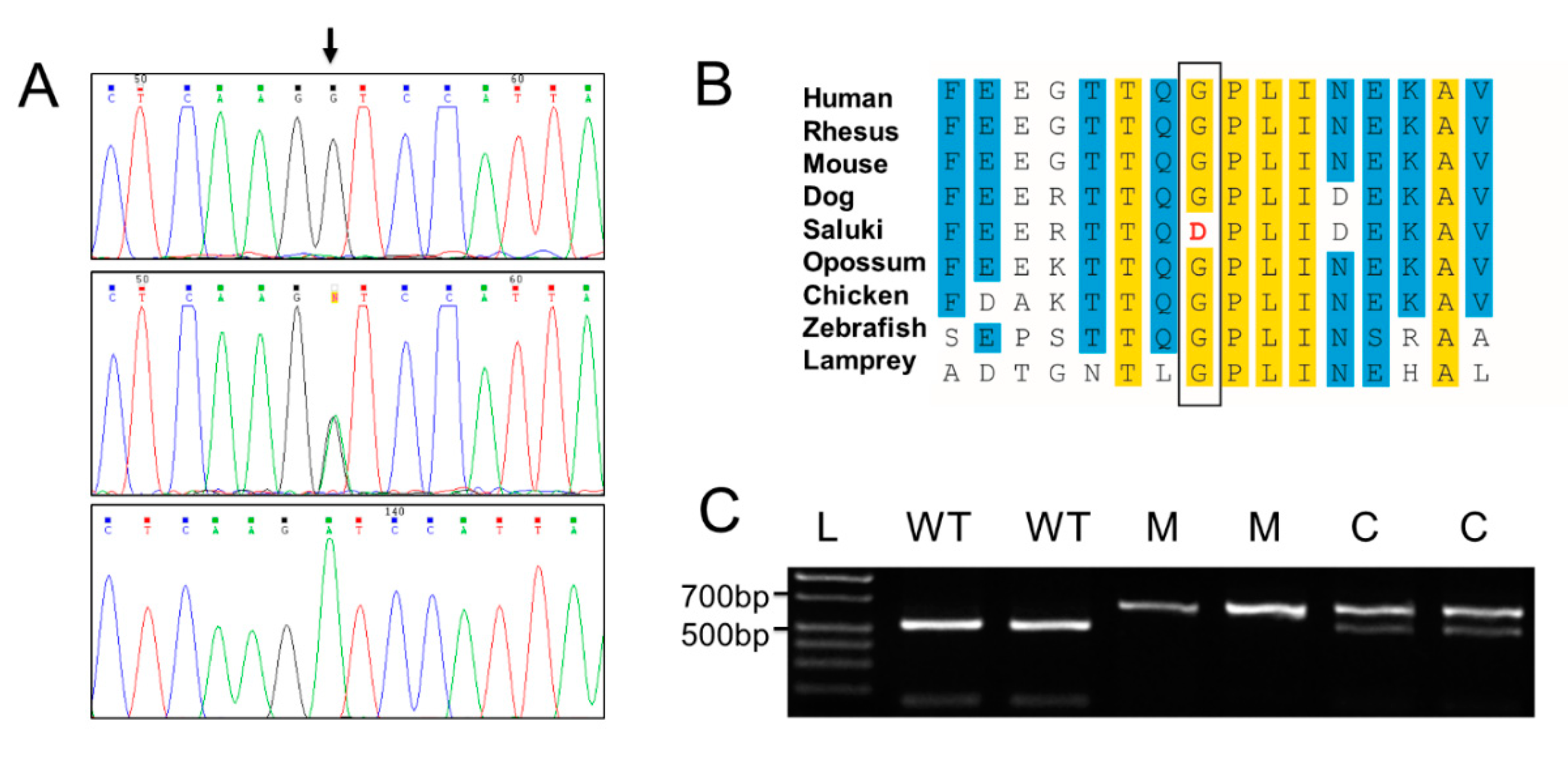 Genes 11 01033 g006 Genes 11 01033 g006