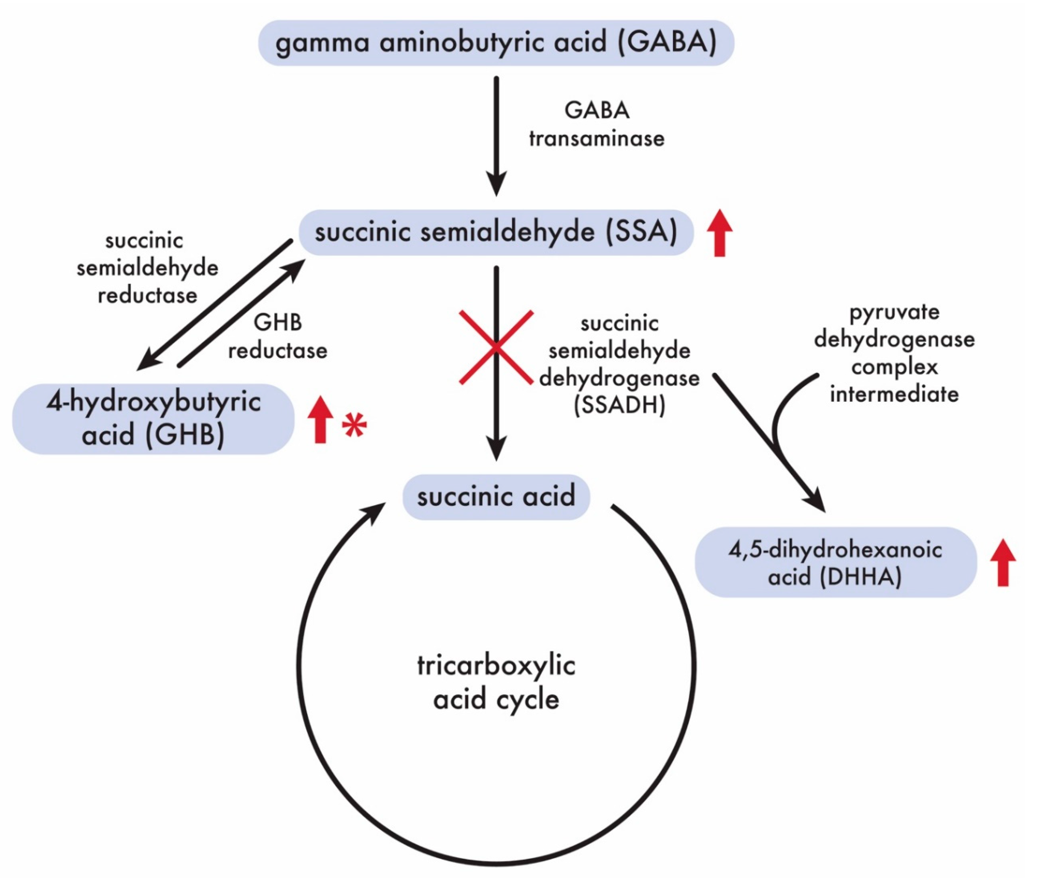 Genes 11 01033 g007 Genes 11 01033 g007
