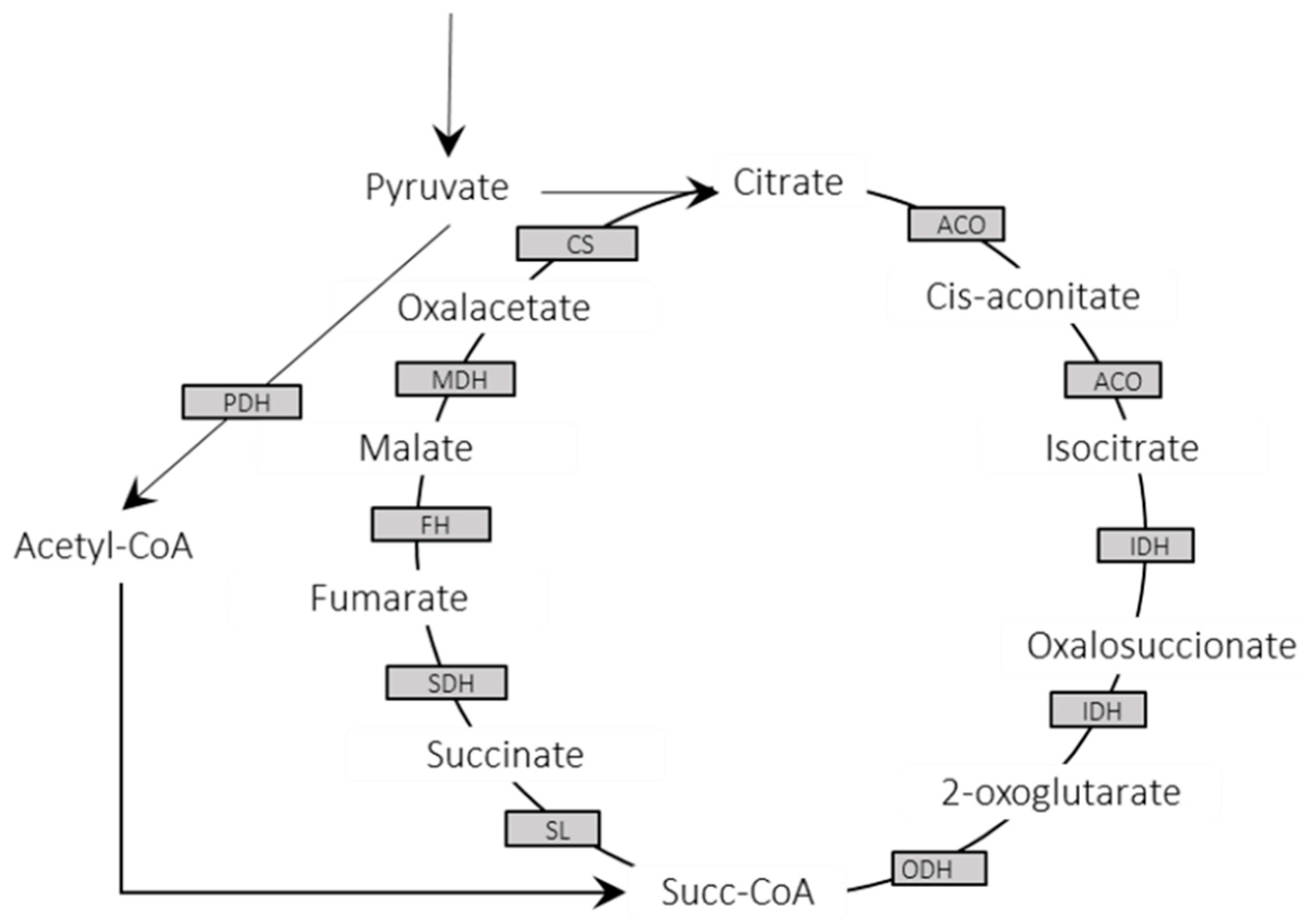 Genes 11 01036 g003 Genes 11 01036 g003