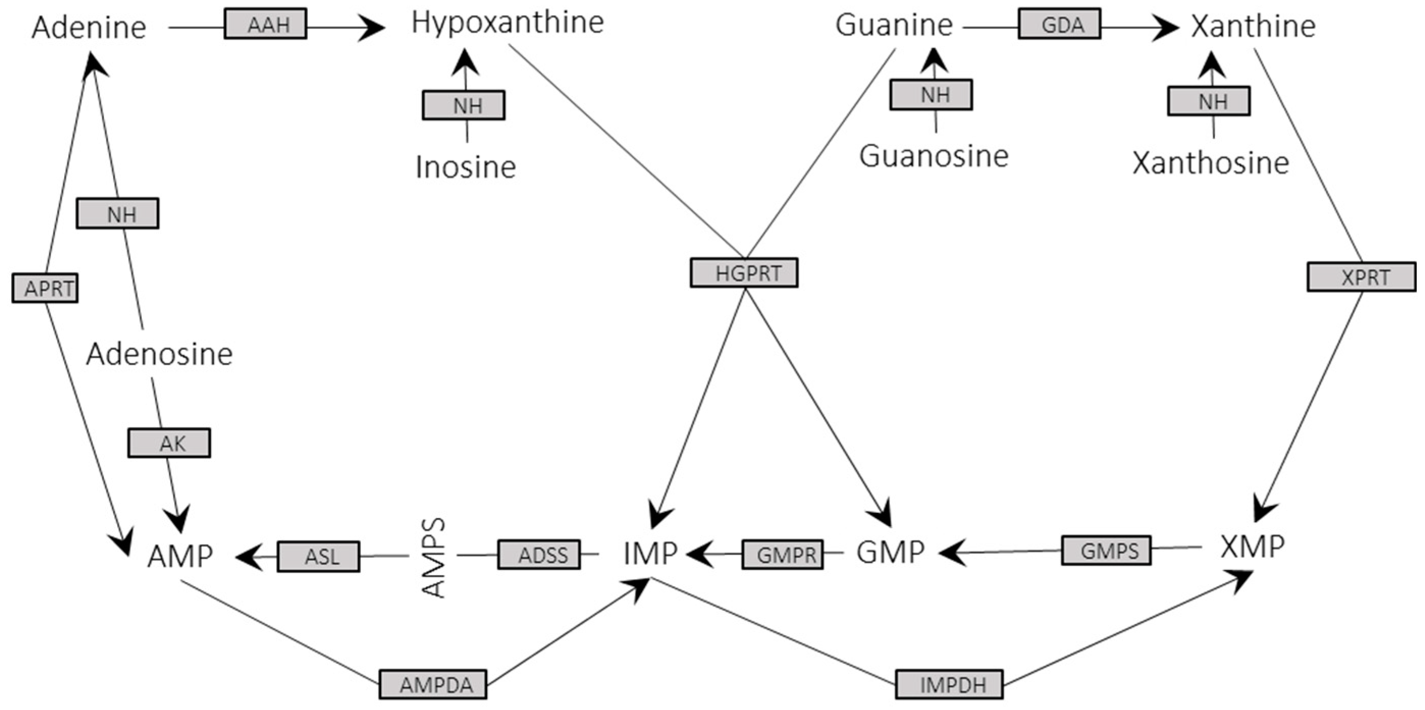 Genes 11 01036 g004 Genes 11 01036 g004