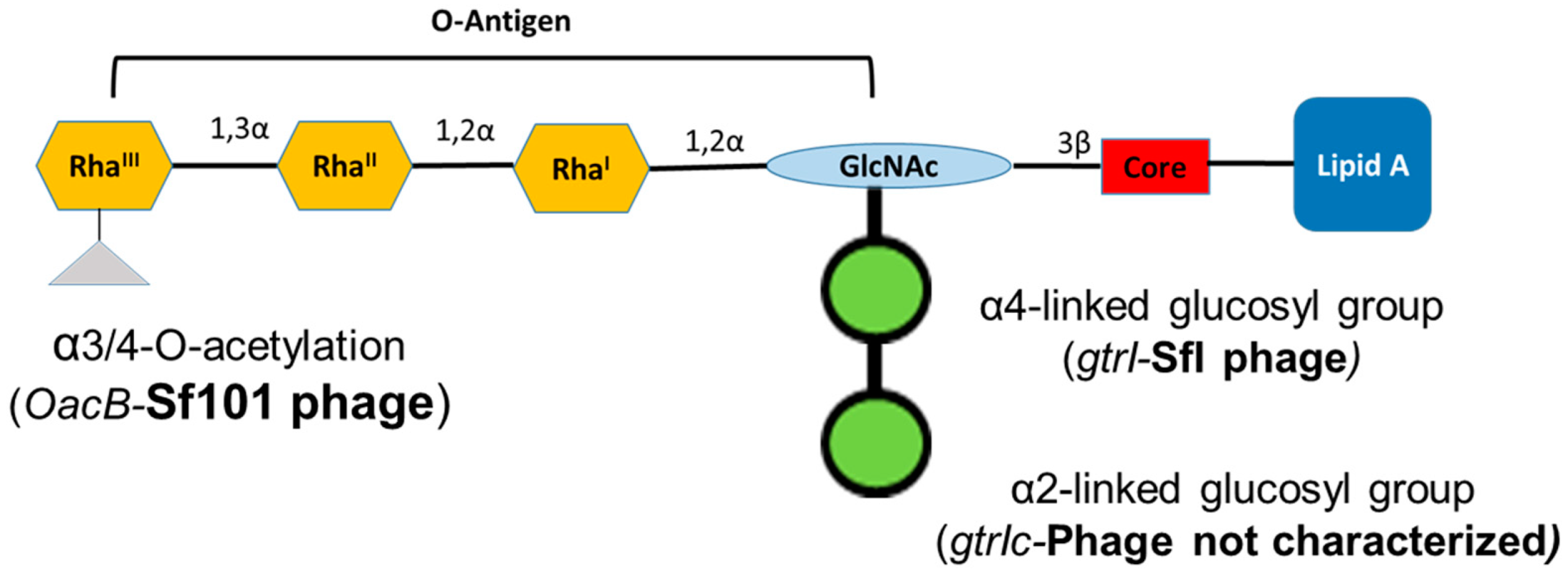 Genes Free Full Text Newly Emerged Serotype 1c Of Shigella Flexneri Multiple Origins And Changing Drug Resistance Landscape