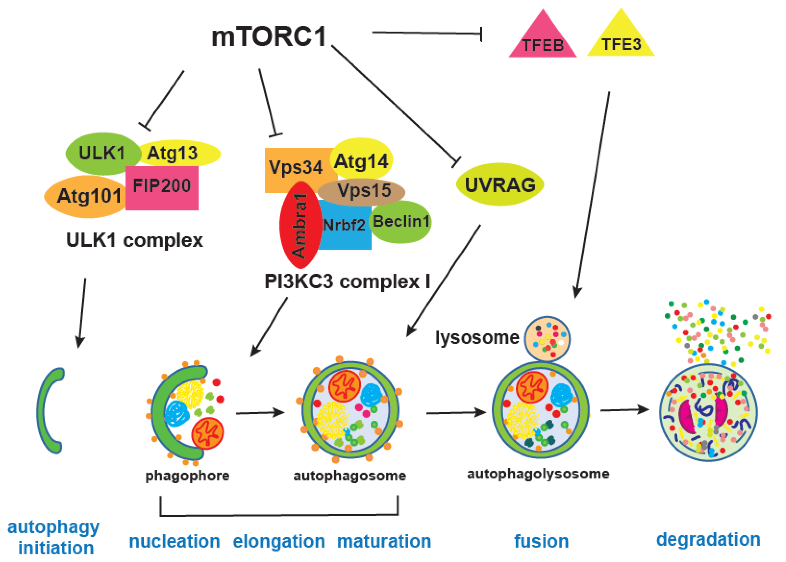 Genes 11 01043 g004 Genes 11 01043 g004
