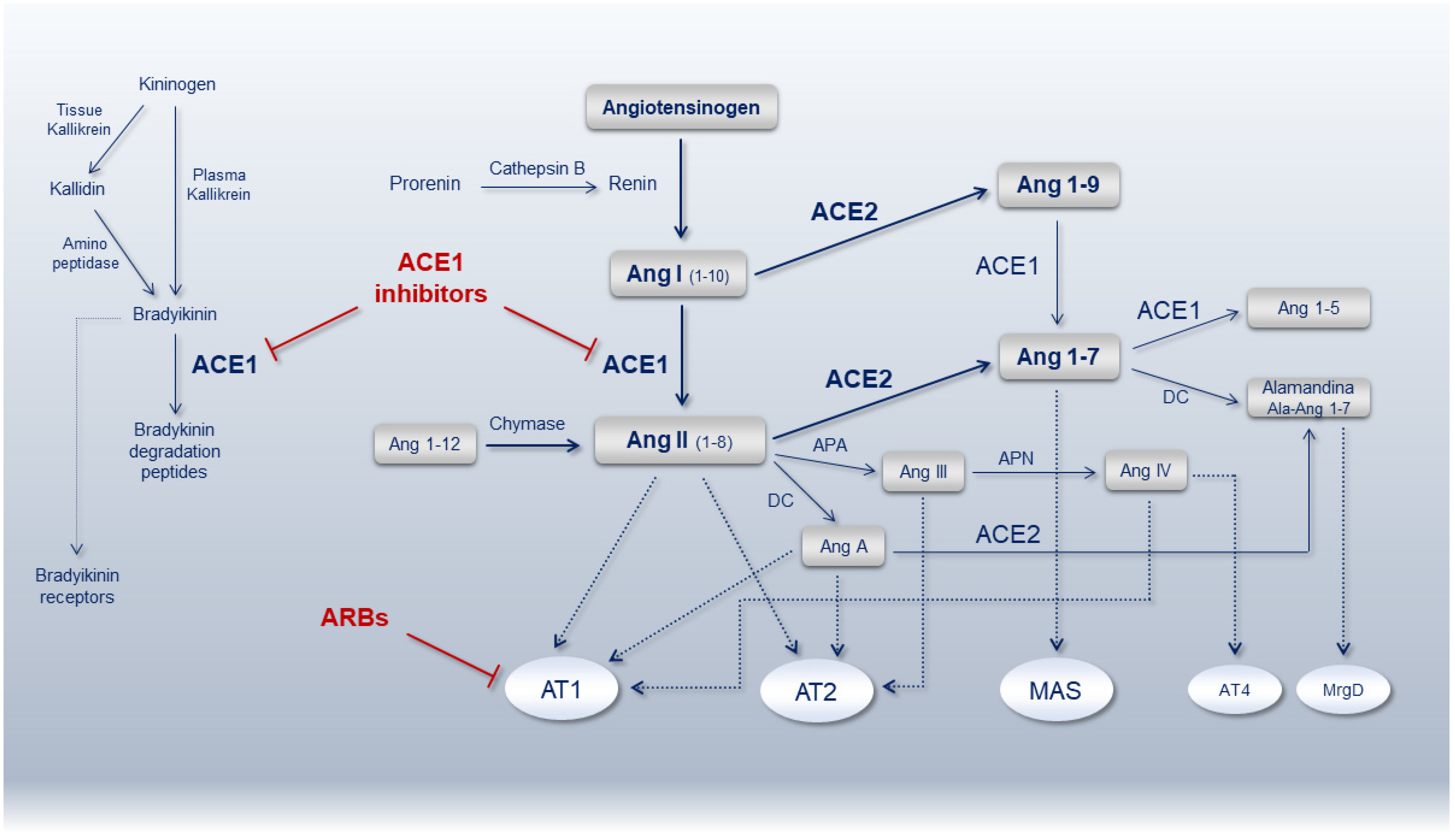 Ace angiotensin-converting Enzyme Guideline. Ace angiotensin-converting Enzyme Slide 2023. One Gene one Enzyme Concept means. 11 б ген