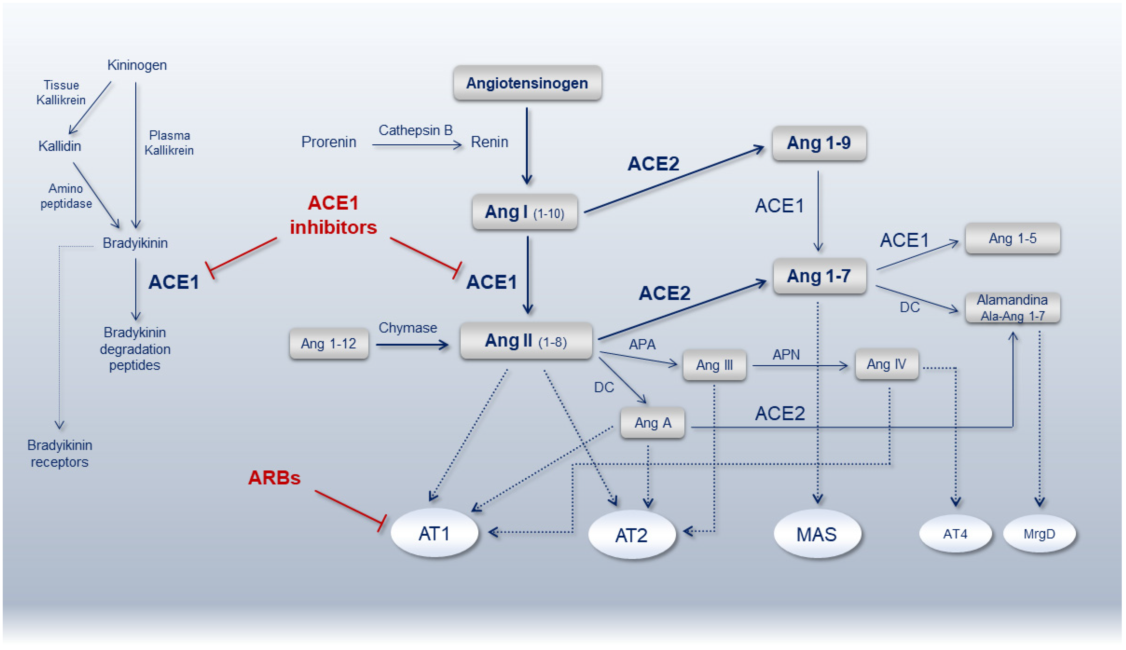 11 б ген. Ace angiotensin-converting Enzyme Guideline. Ace angiotensin-converting Enzyme Slide 2023. One Gene one Enzyme Concept means.