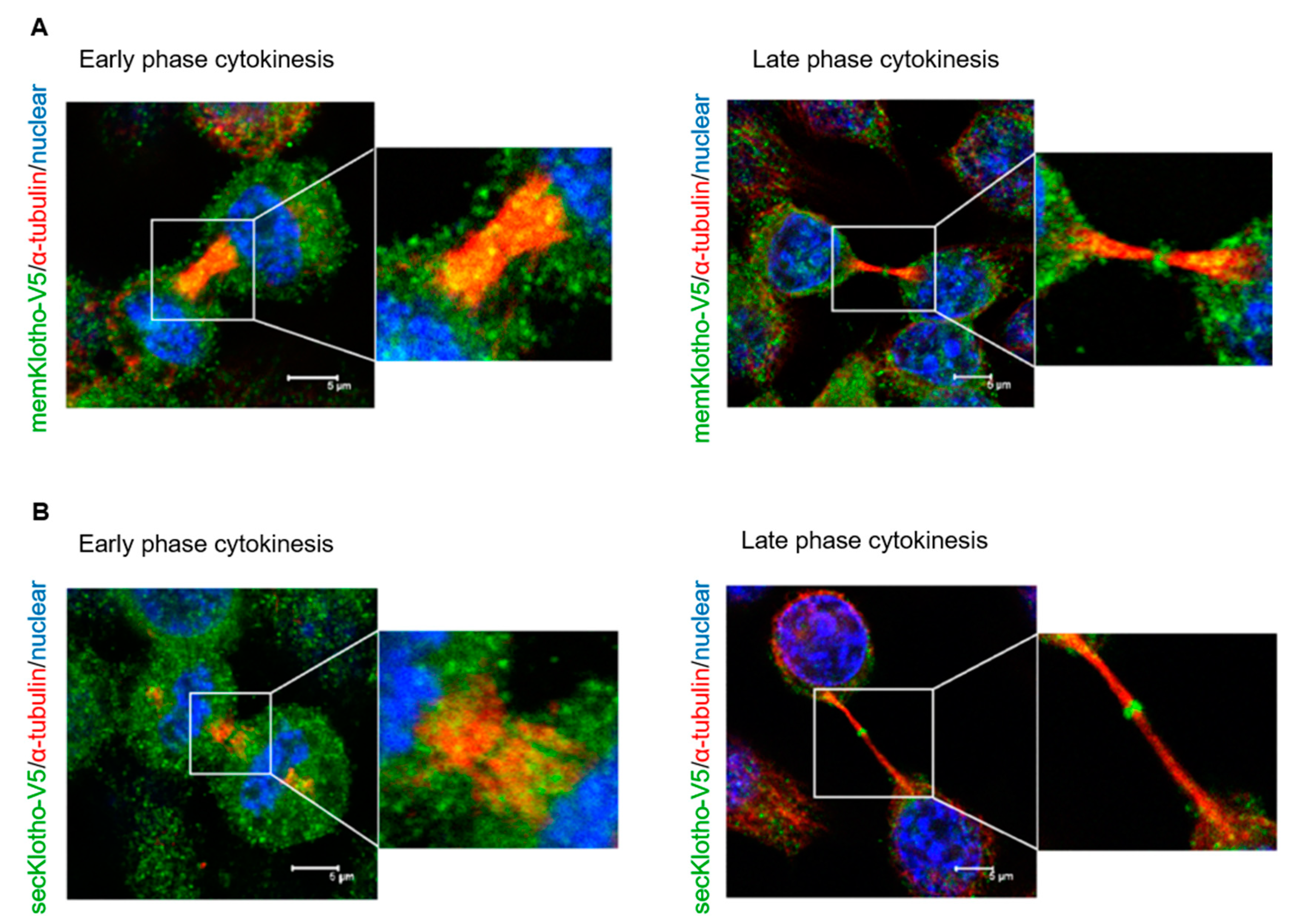 Genes 11 01048 g004 Genes 11 01048 g004