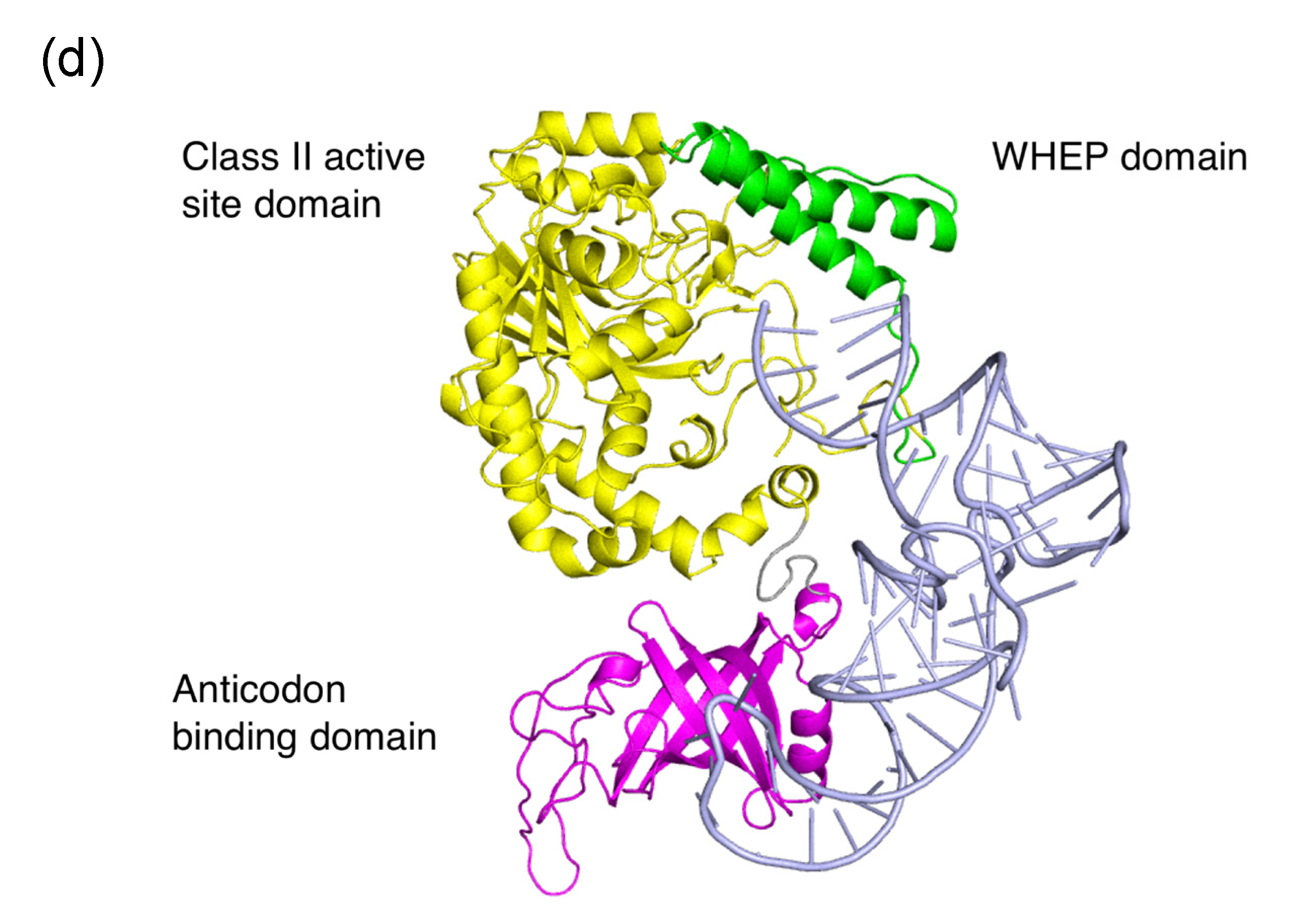 Genes 11 01056 g003b