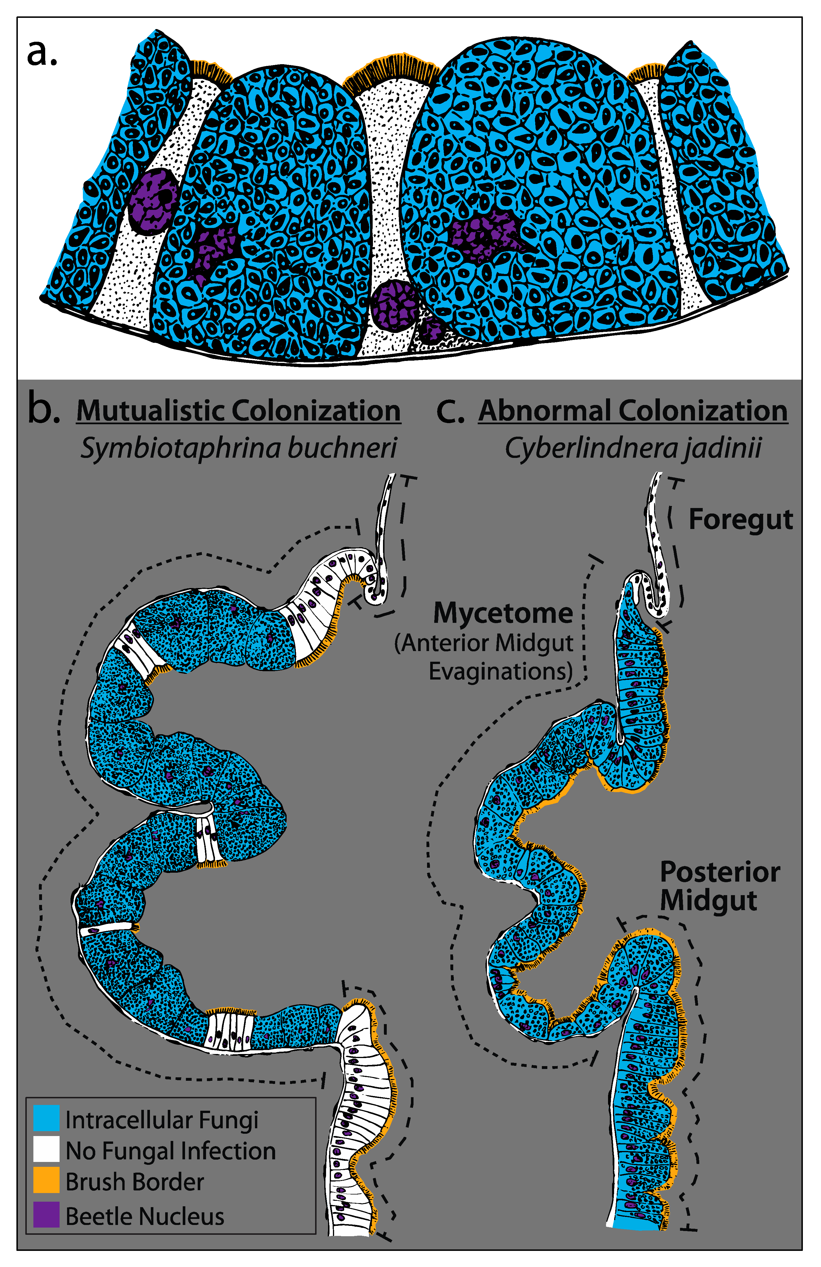 Genes 11 01063 g004 Genes 11 01063 g004