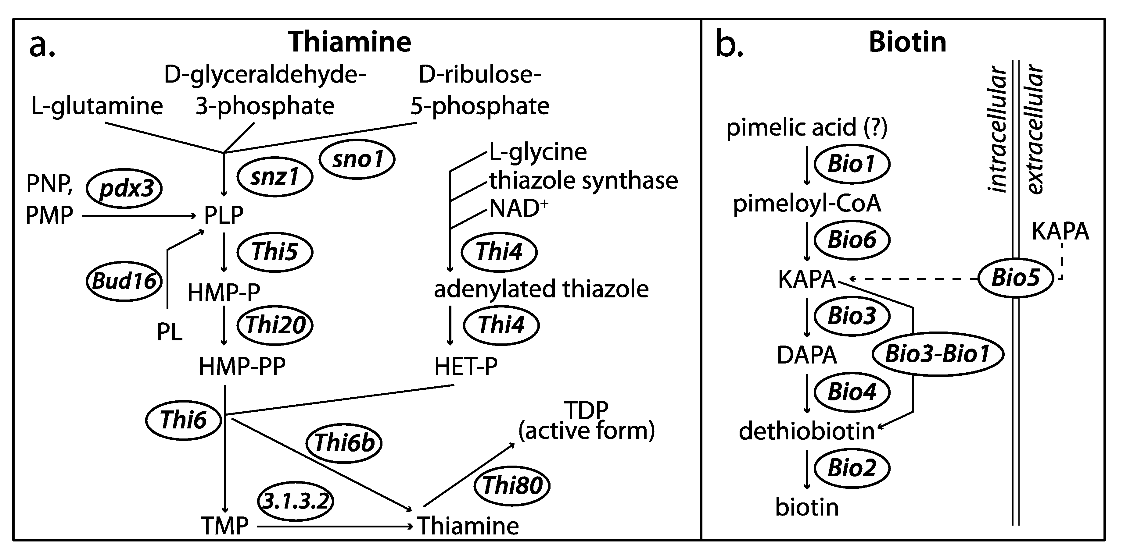 Genes 11 01063 g005 Genes 11 01063 g005