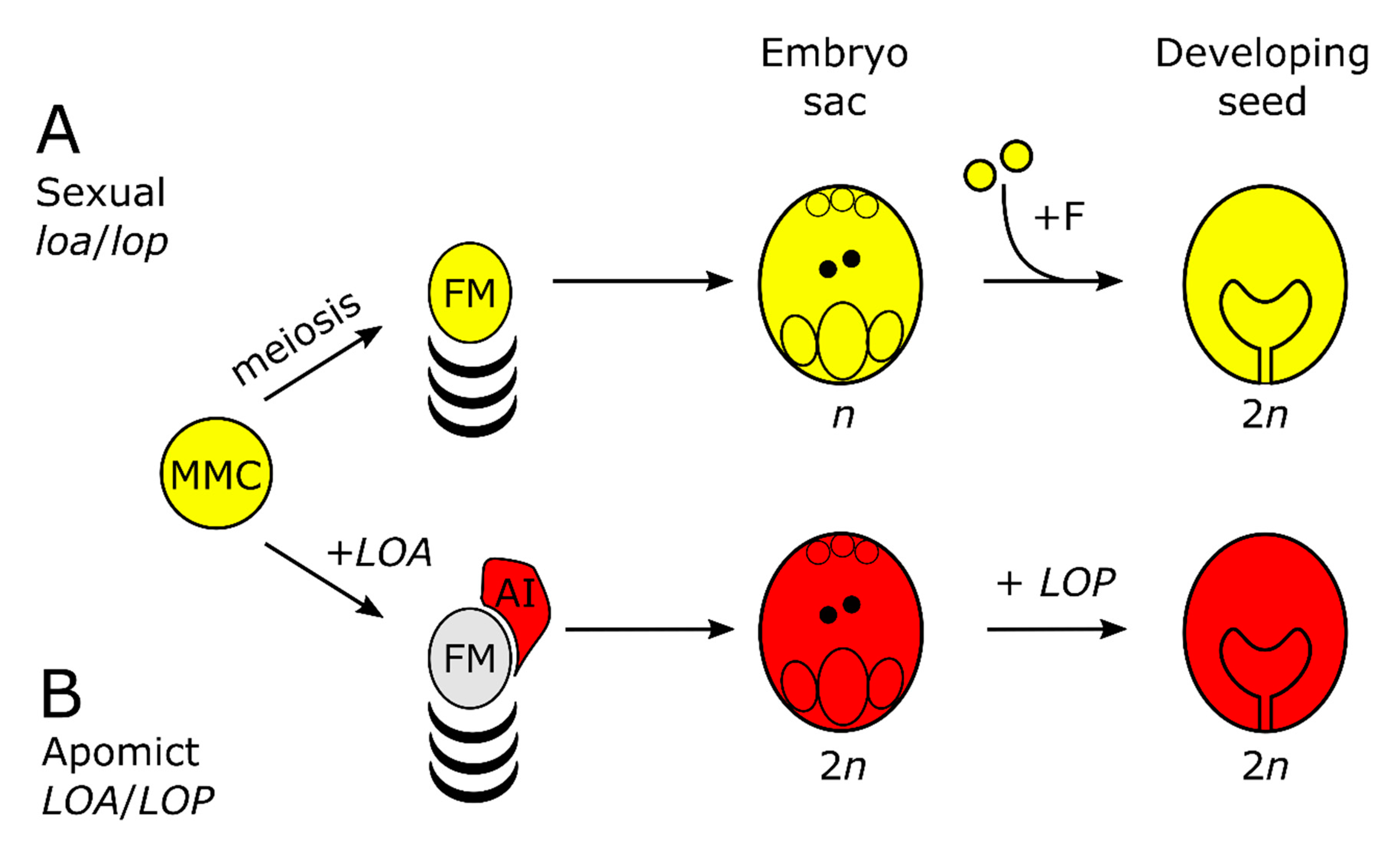 Genes 11 01064 g001 Genes 11 01064 g001