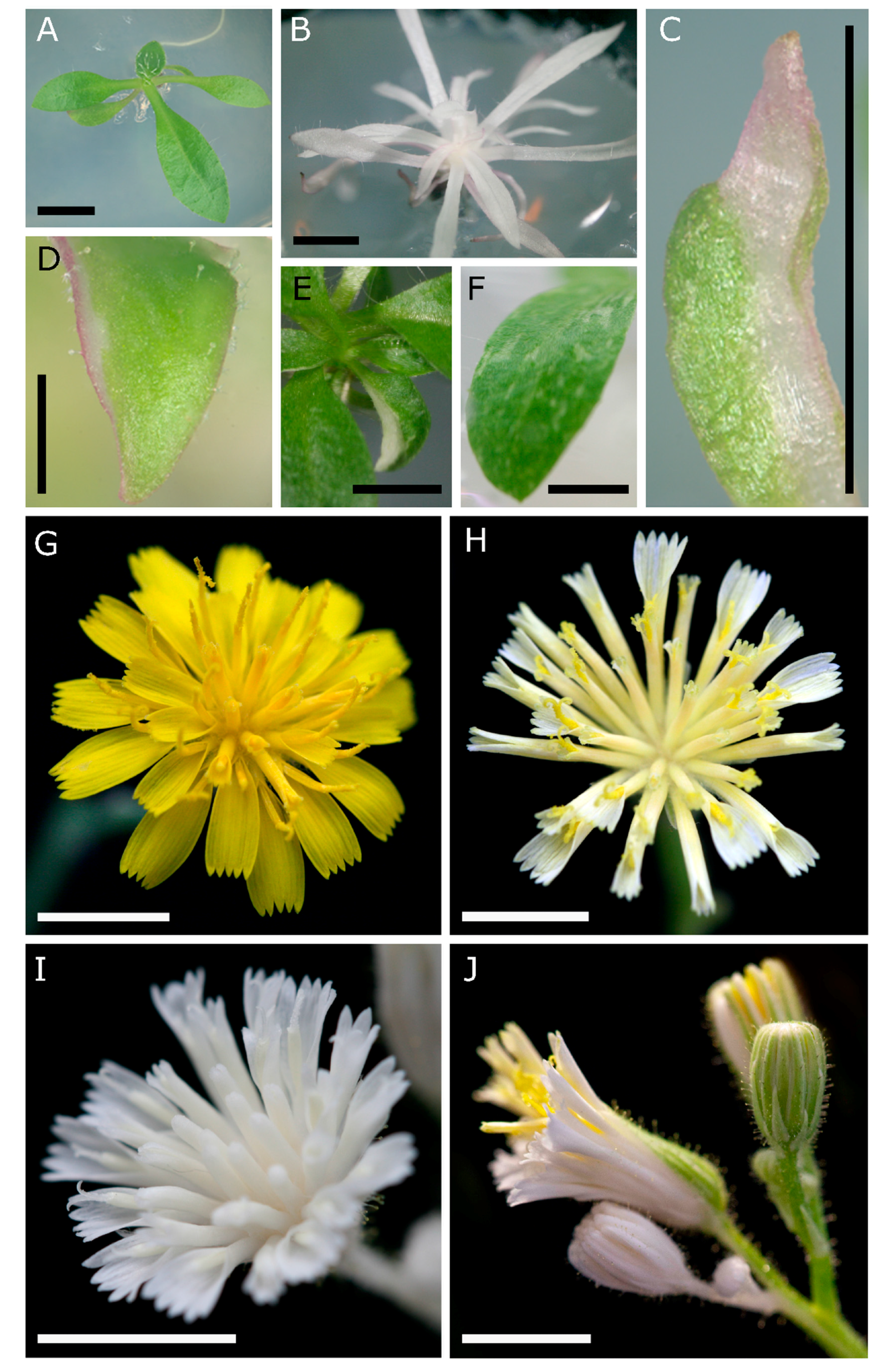 Genes 11 01064 g002 Genes 11 01064 g002