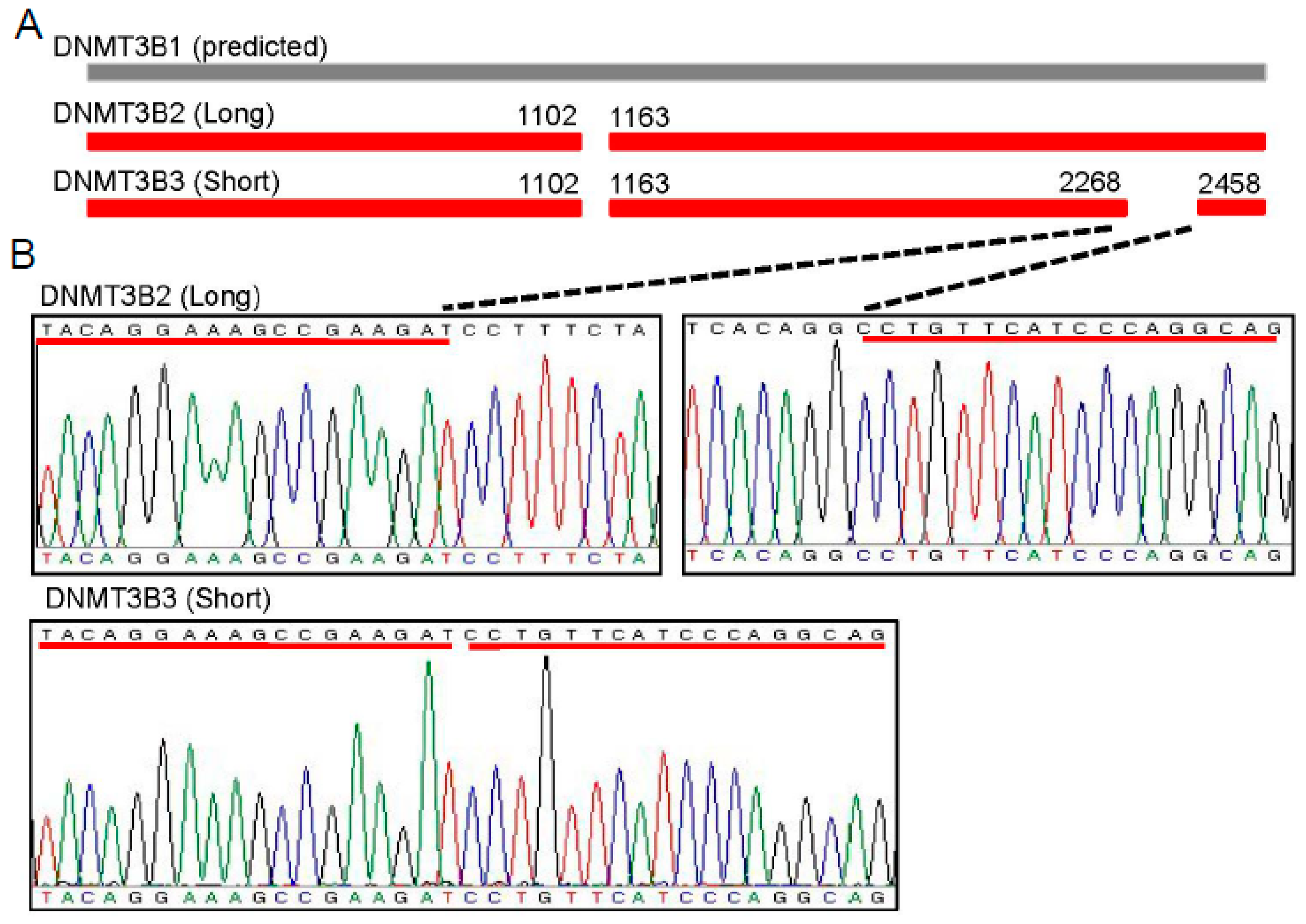 Genes 11 01065 g001a