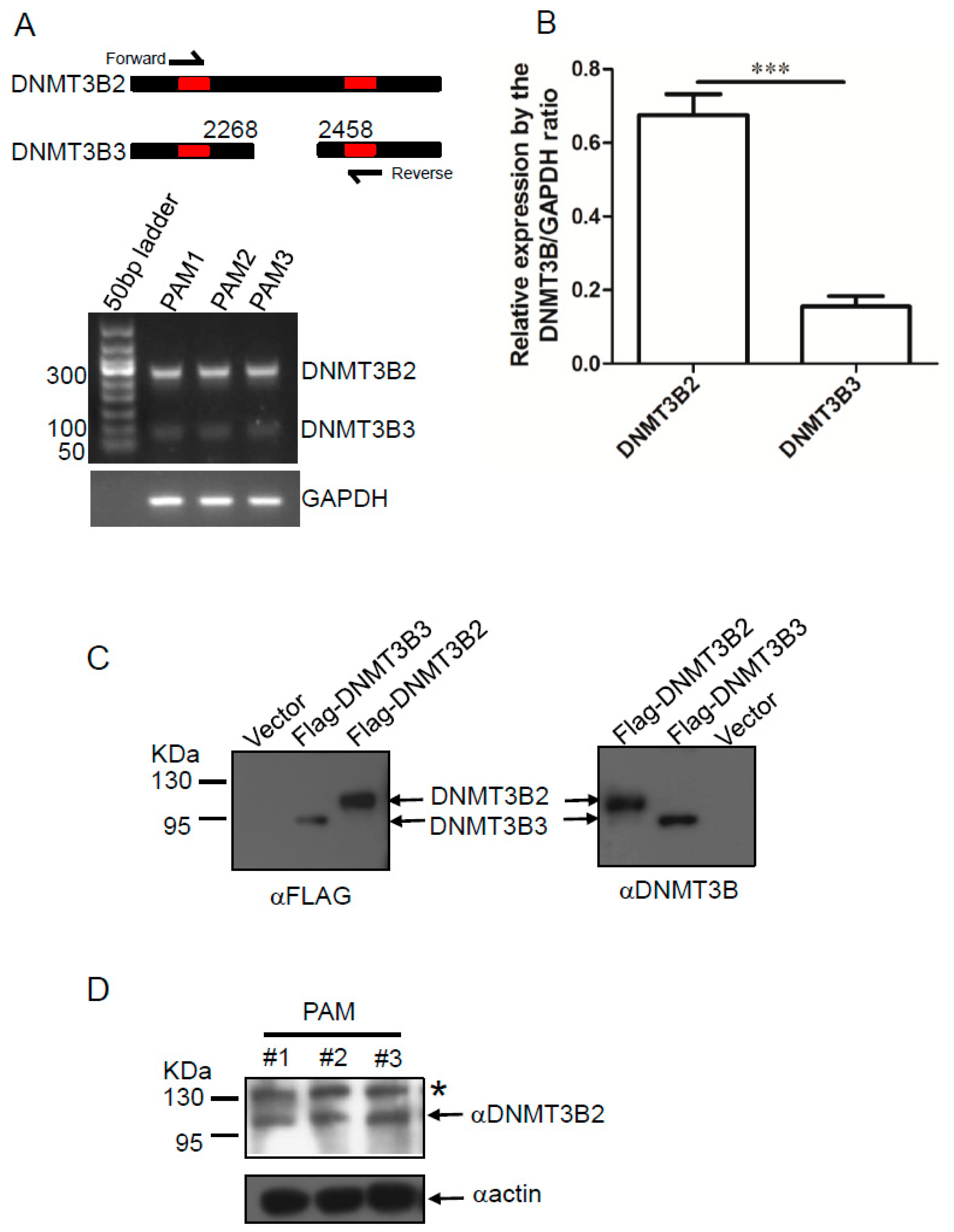 Genes 11 01065 g002