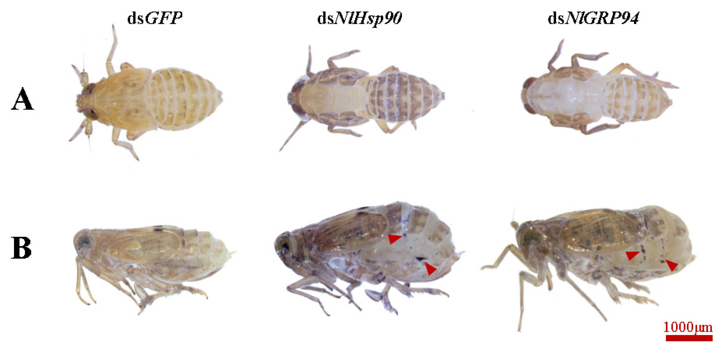 Genes 11 01074 g006 Genes 11 01074 g006