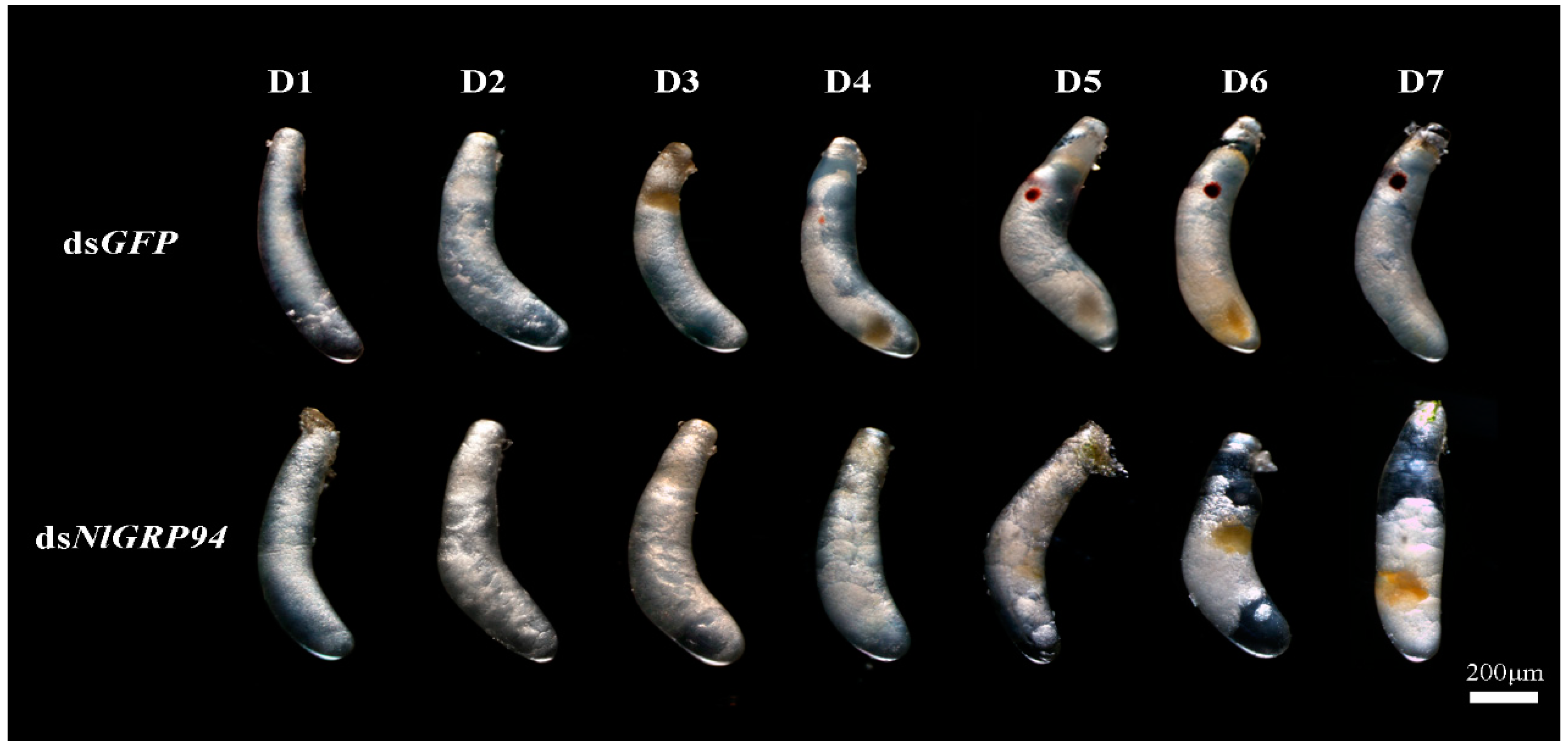 Genes 11 01074 g008 Genes 11 01074 g008