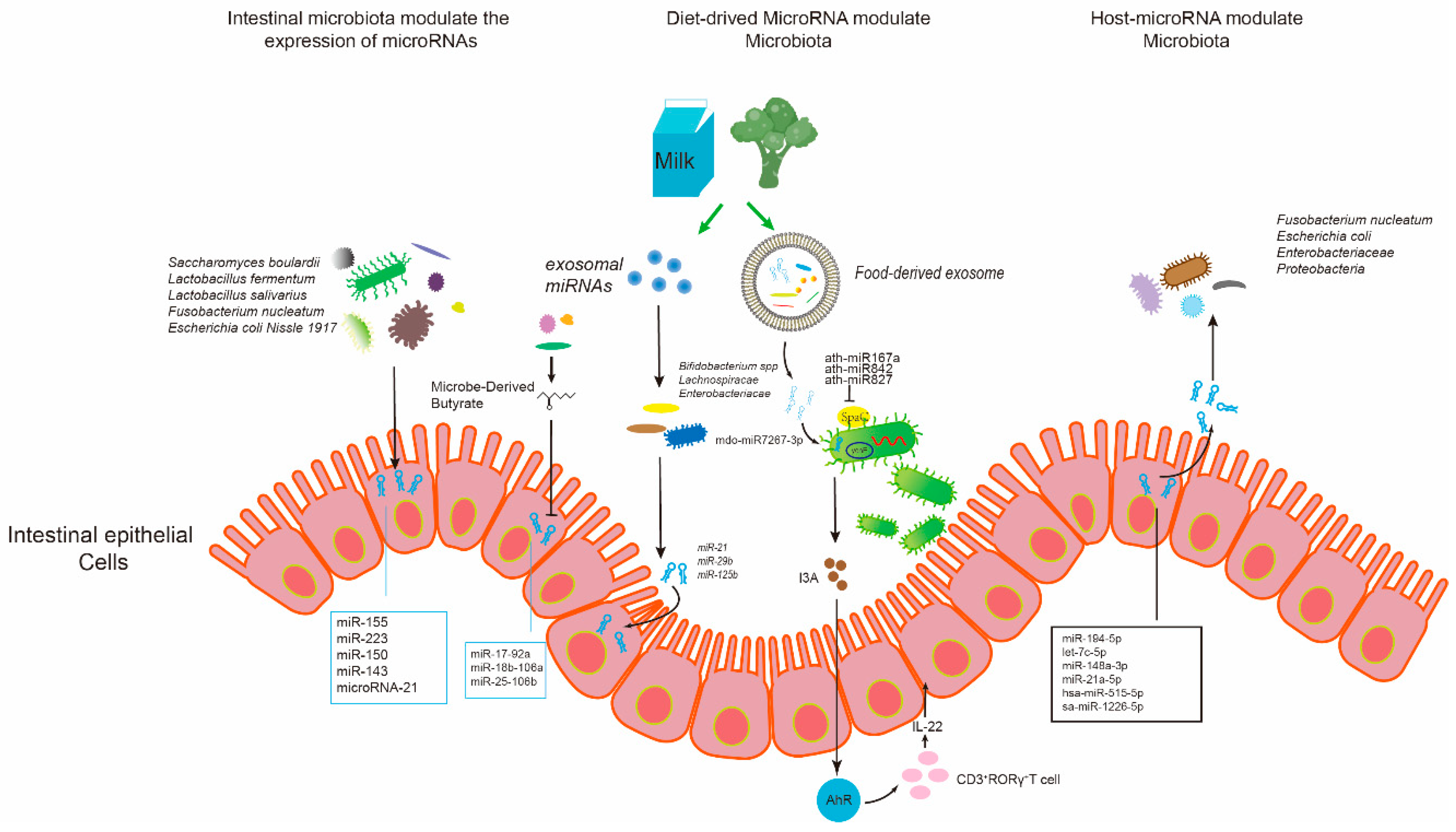 Microbiotica intestinal