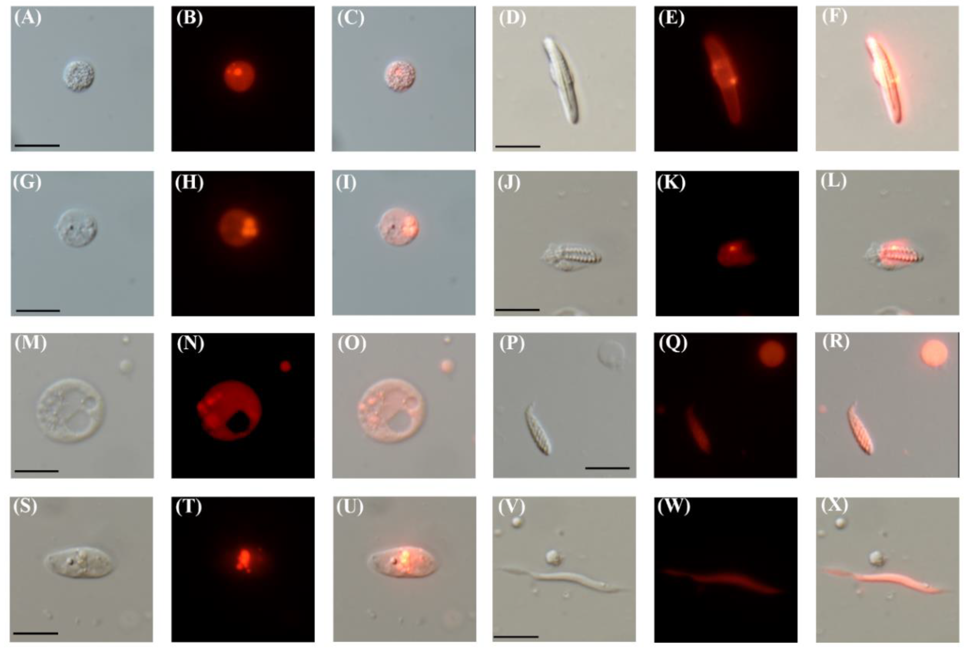 Genes 11 01081 g002 Genes 11 01081 g002