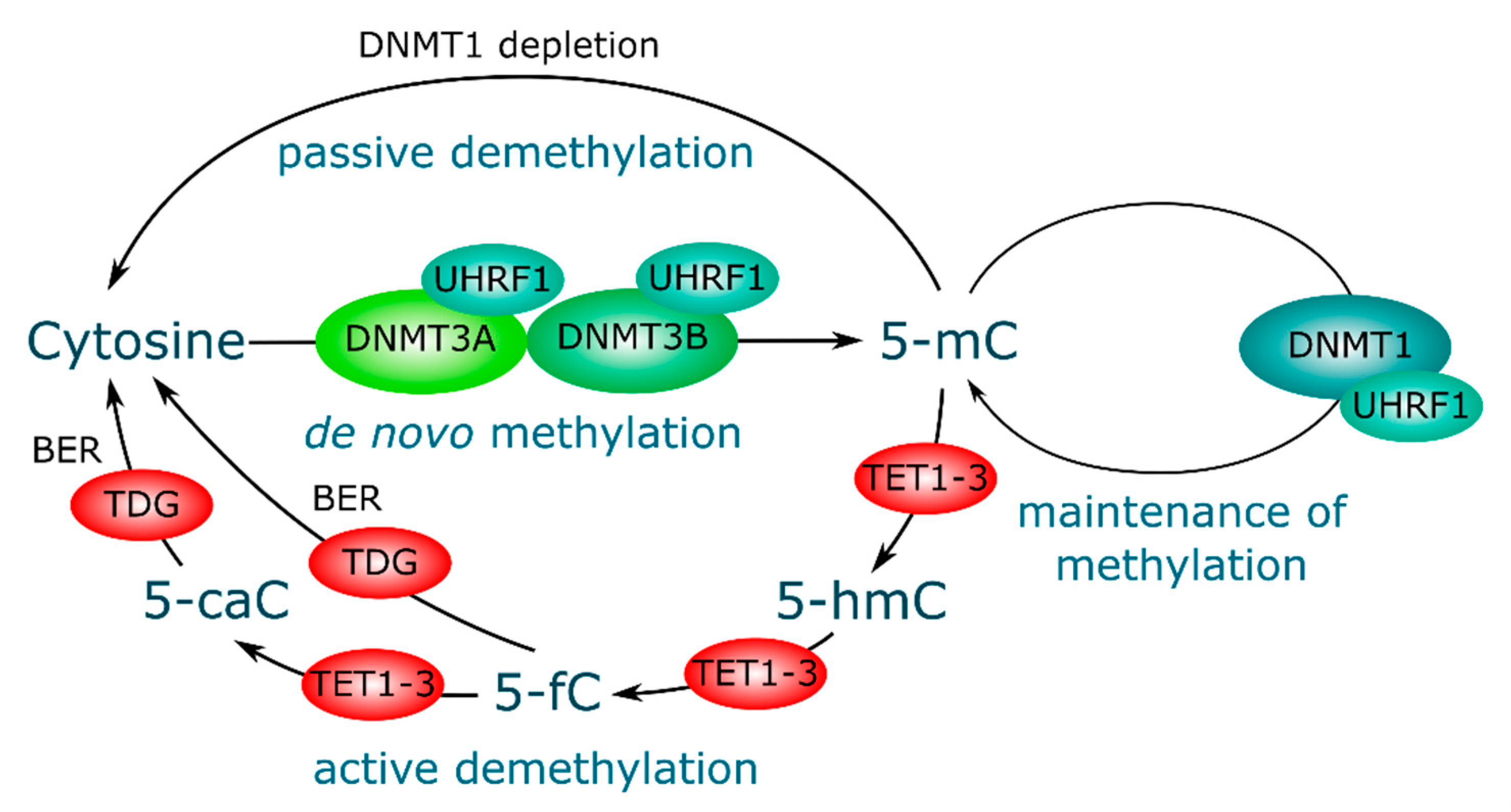Genes 11 01084 g001