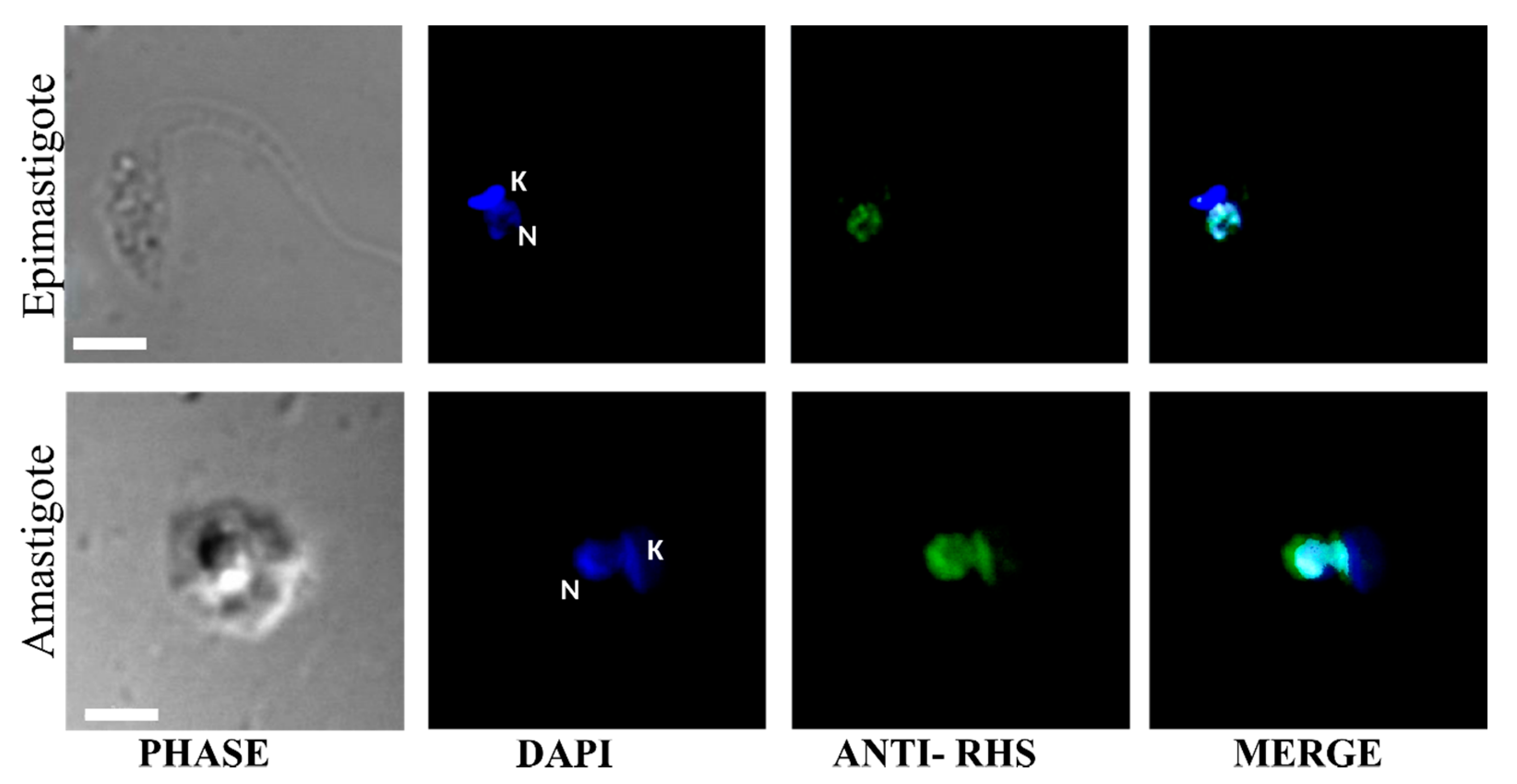 Genes 11 01085 g006 Genes 11 01085 g006