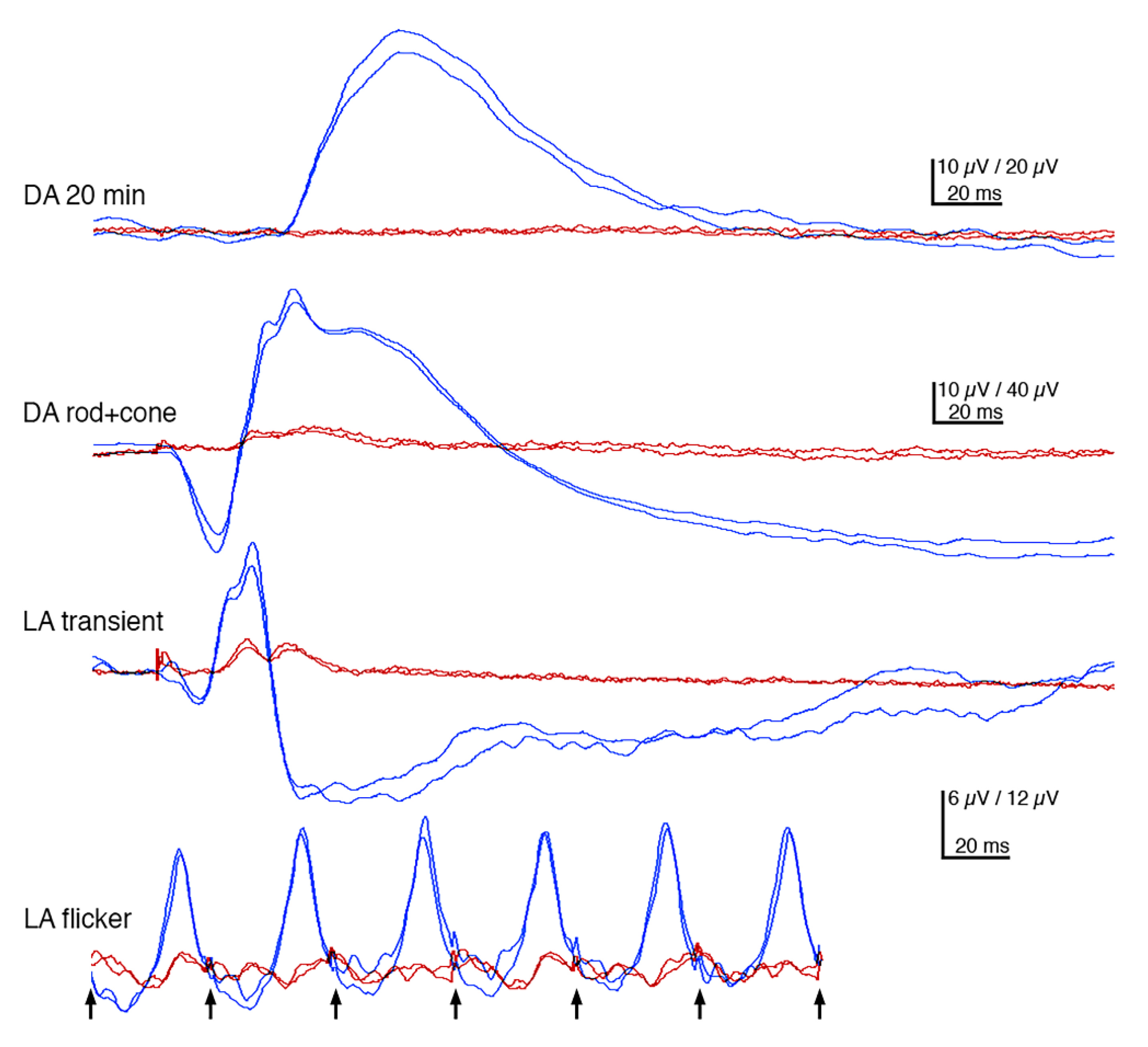 Genes 11 01090 g003 Genes 11 01090 g003