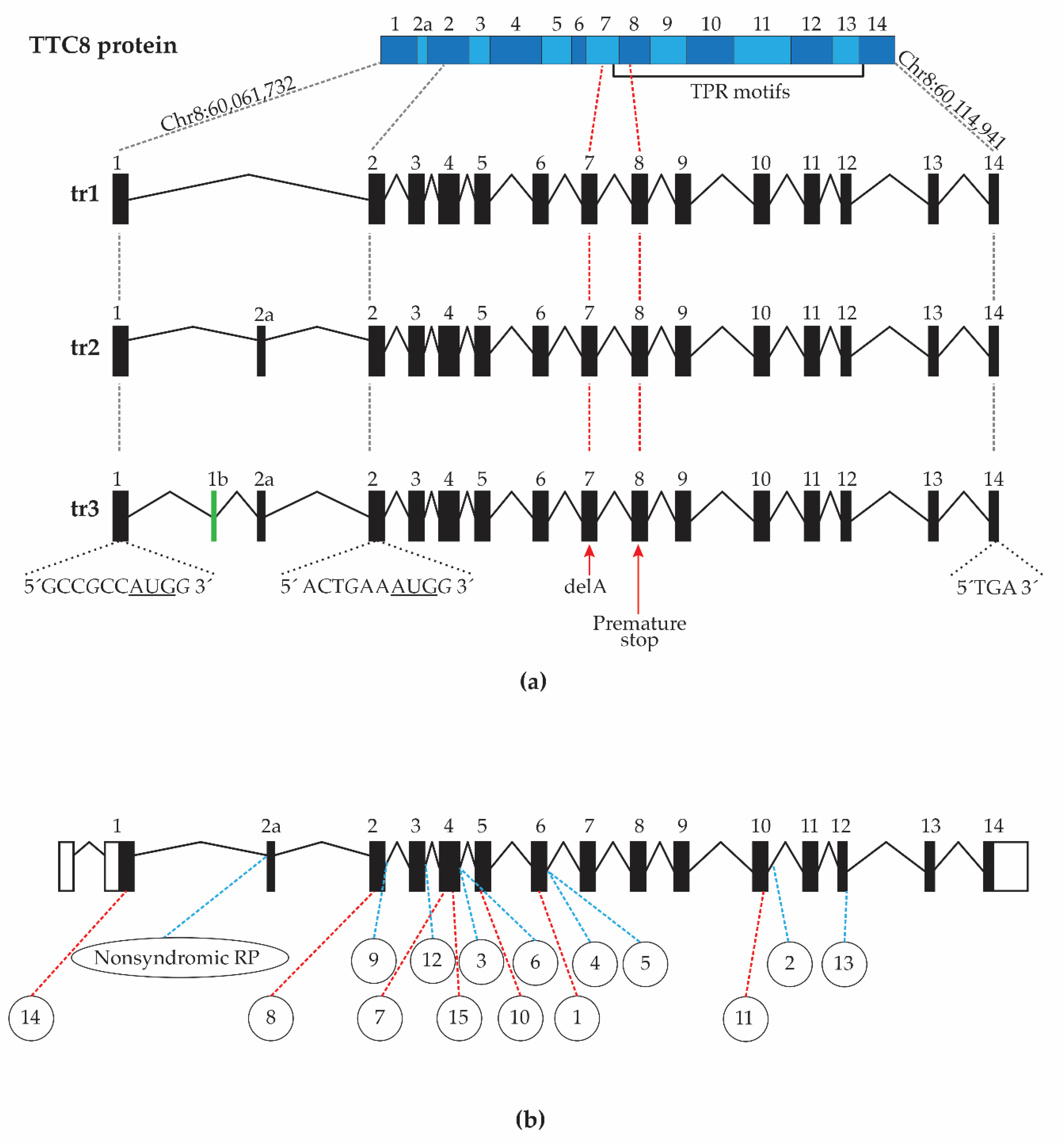 Genes 11 01090 g007 Genes 11 01090 g007