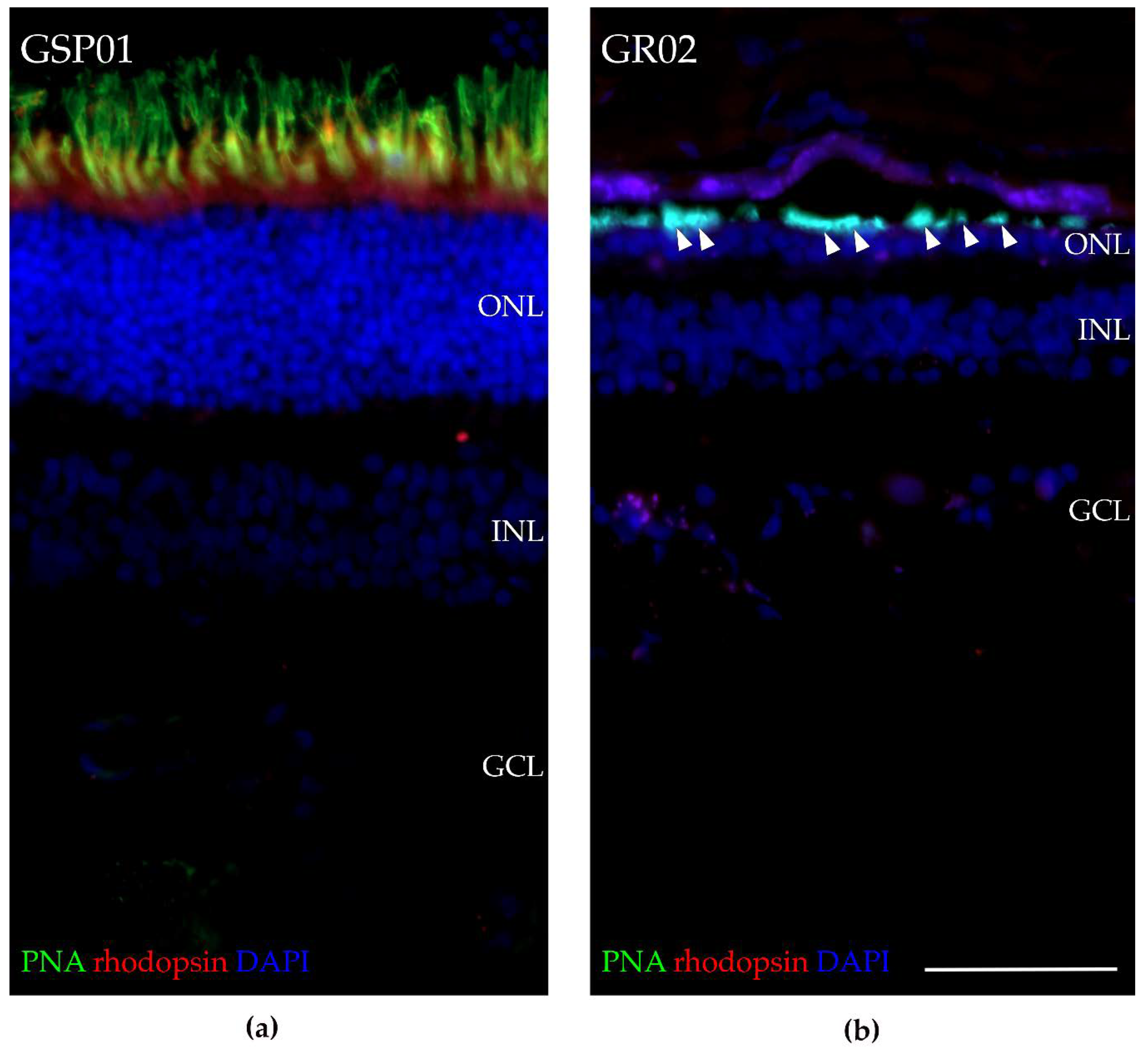 Genes 11 01090 g009 Genes 11 01090 g009