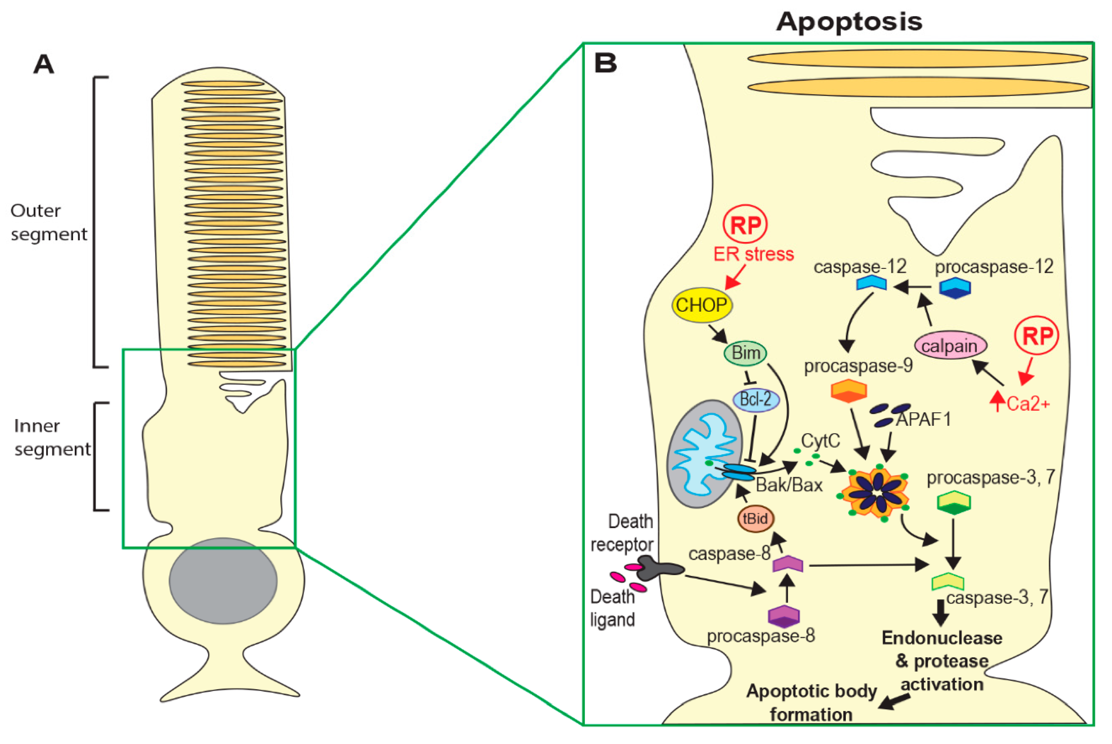 Genes Free Full Text Mechanisms Of Photoreceptor Death In Retinitis Pigmentosa Html