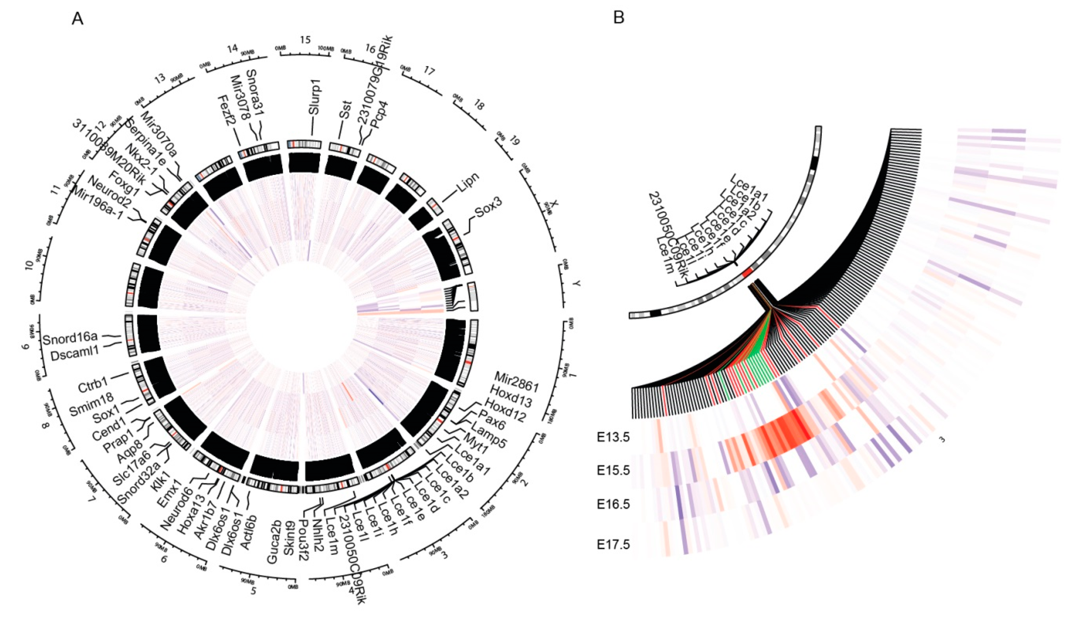 Genes 11 01130 g001
