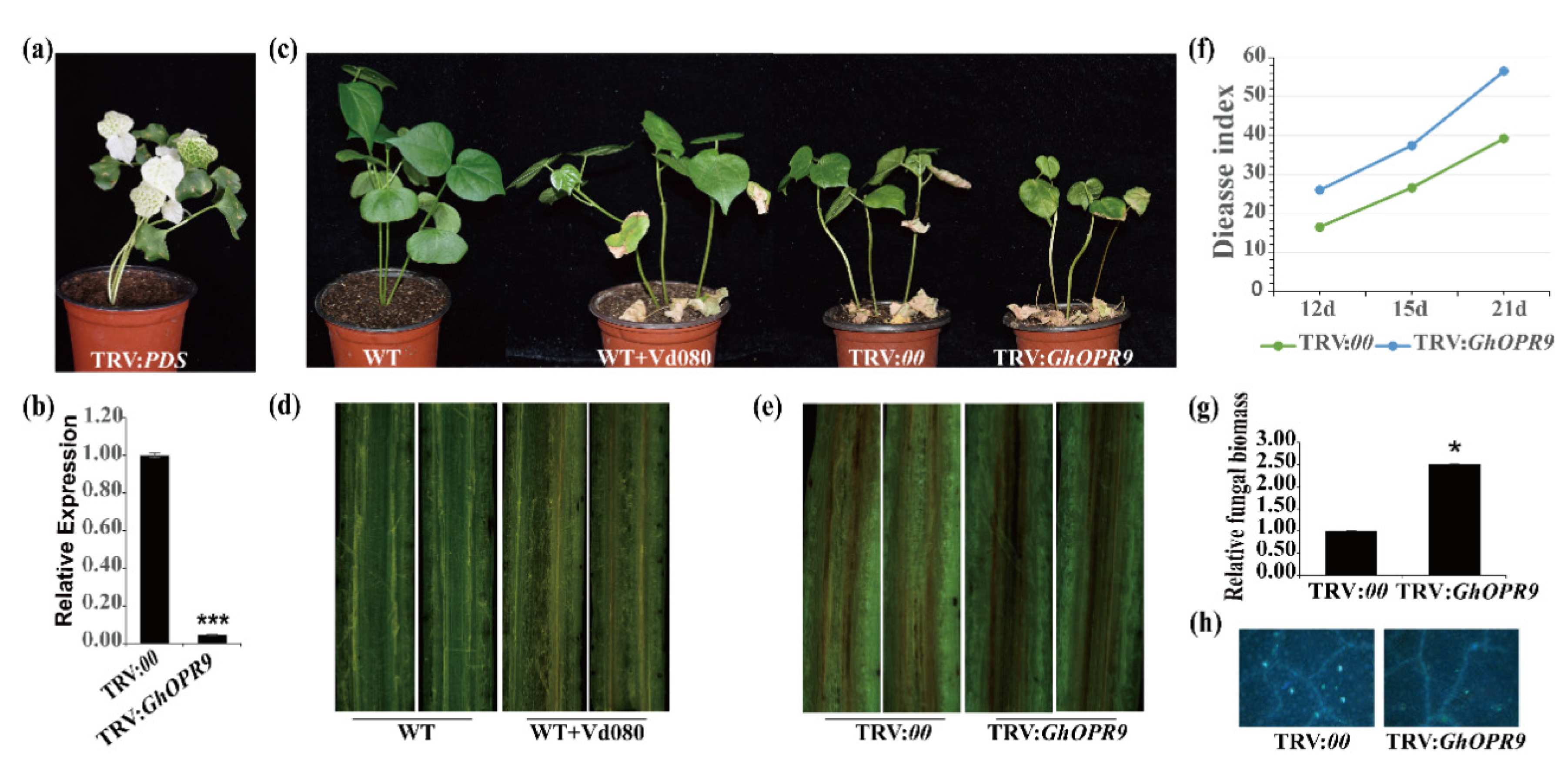 Genes 11 01134 g006 Genes 11 01134 g006