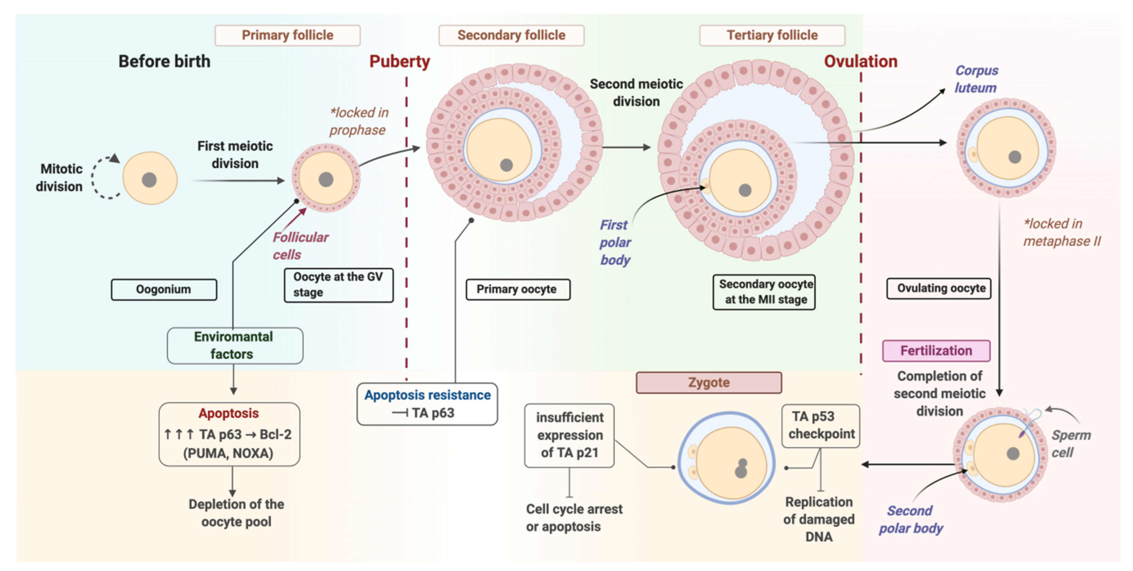 Genes 11 01138 g001 Genes 11 01138 g001