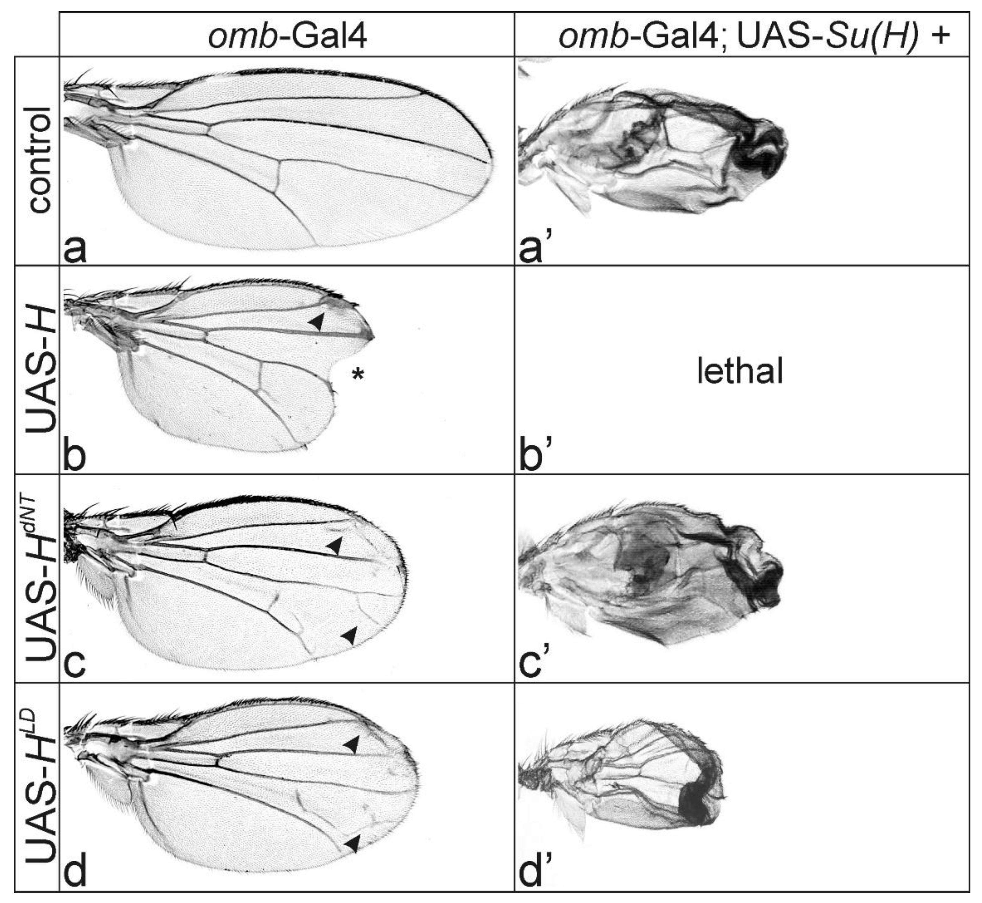 Genes 11 01141 g002 Genes 11 01141 g002