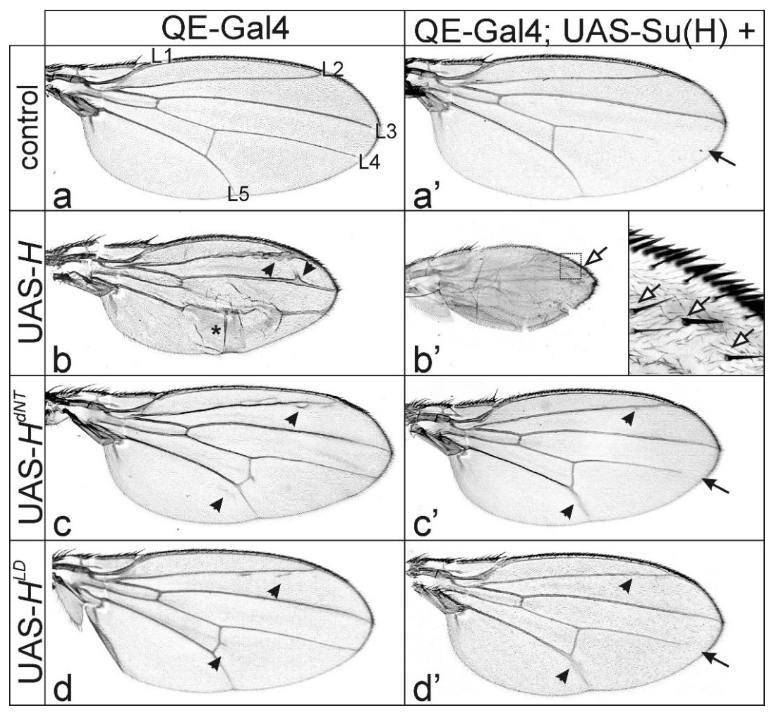 Genes 11 01141 g003 Genes 11 01141 g003