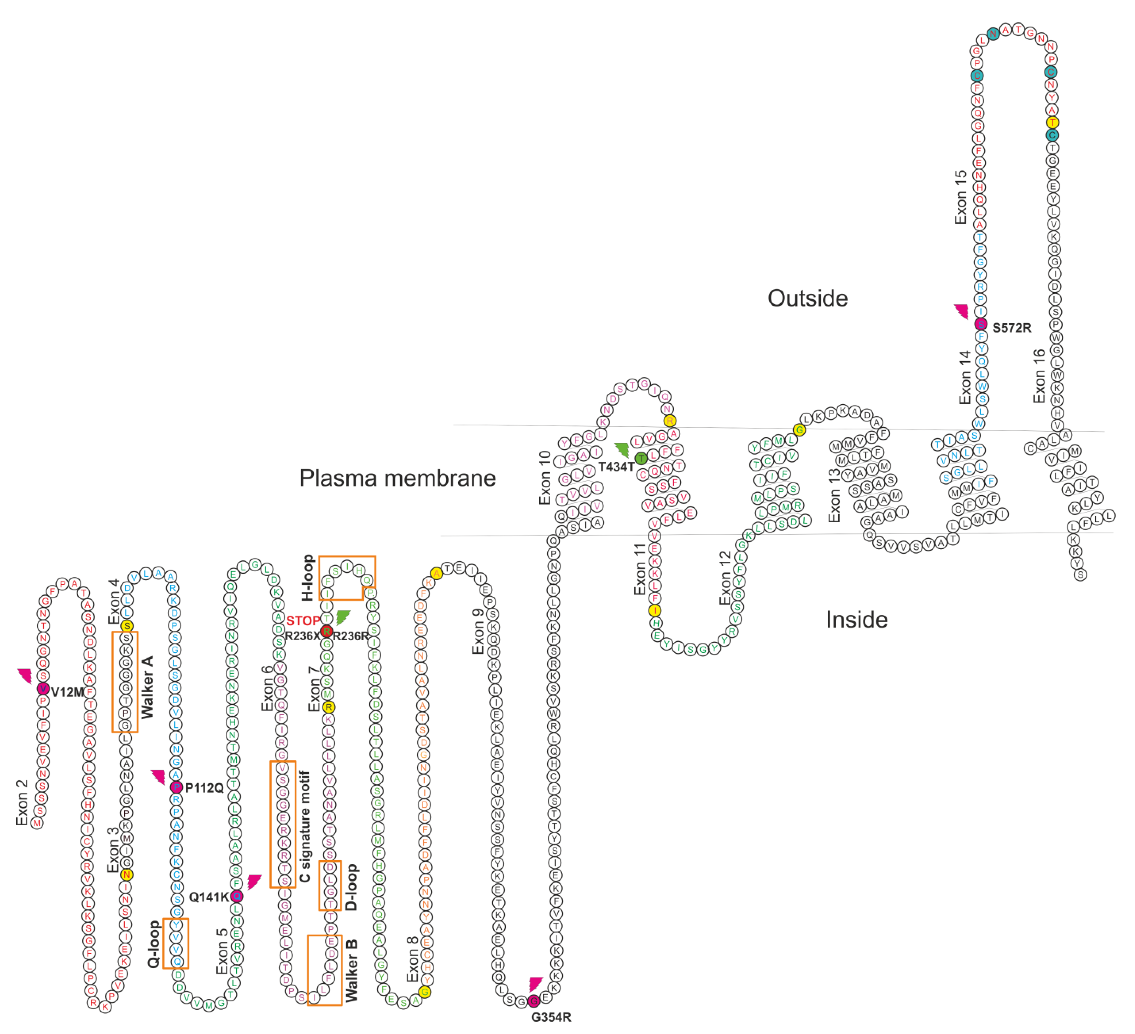 Genes 11 01144 g001 Genes 11 01144 g001