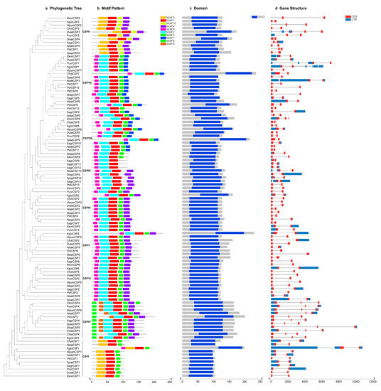 Genes Free FullText GenomeWide Analysis of Chemosensory Protein