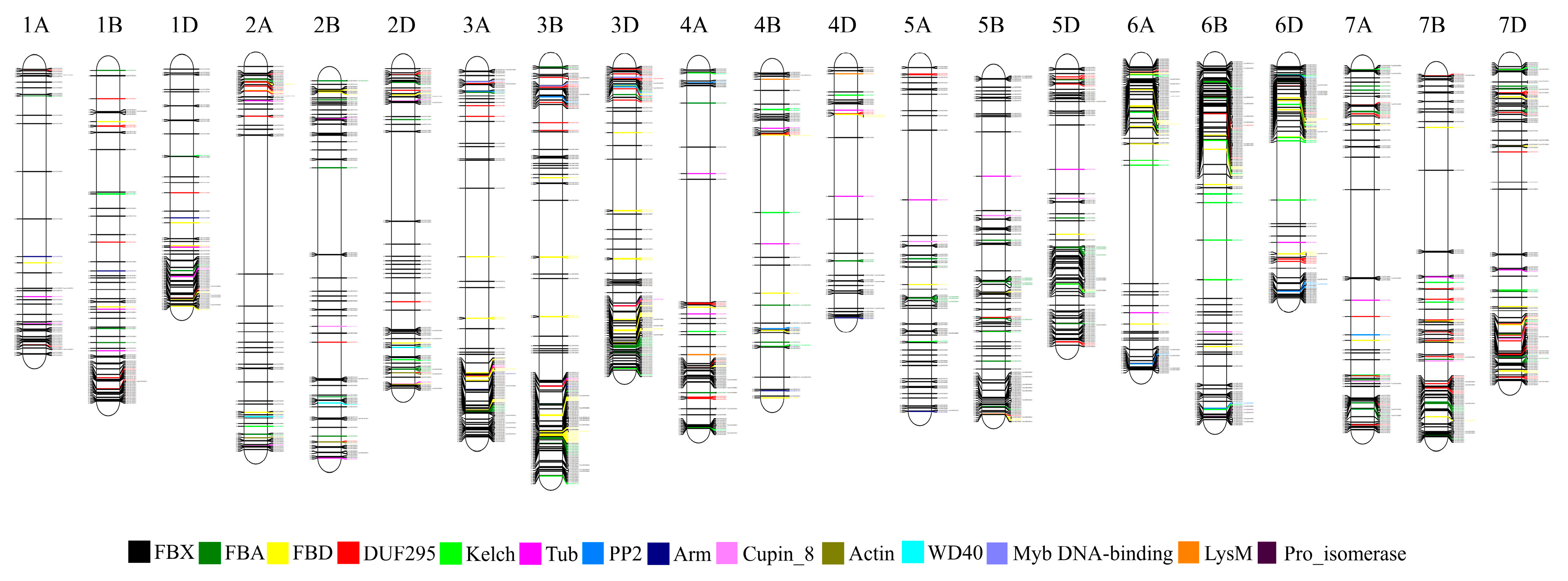 ジーン  ドール　gene Genome-Wide Identification, Structure Characterization, and