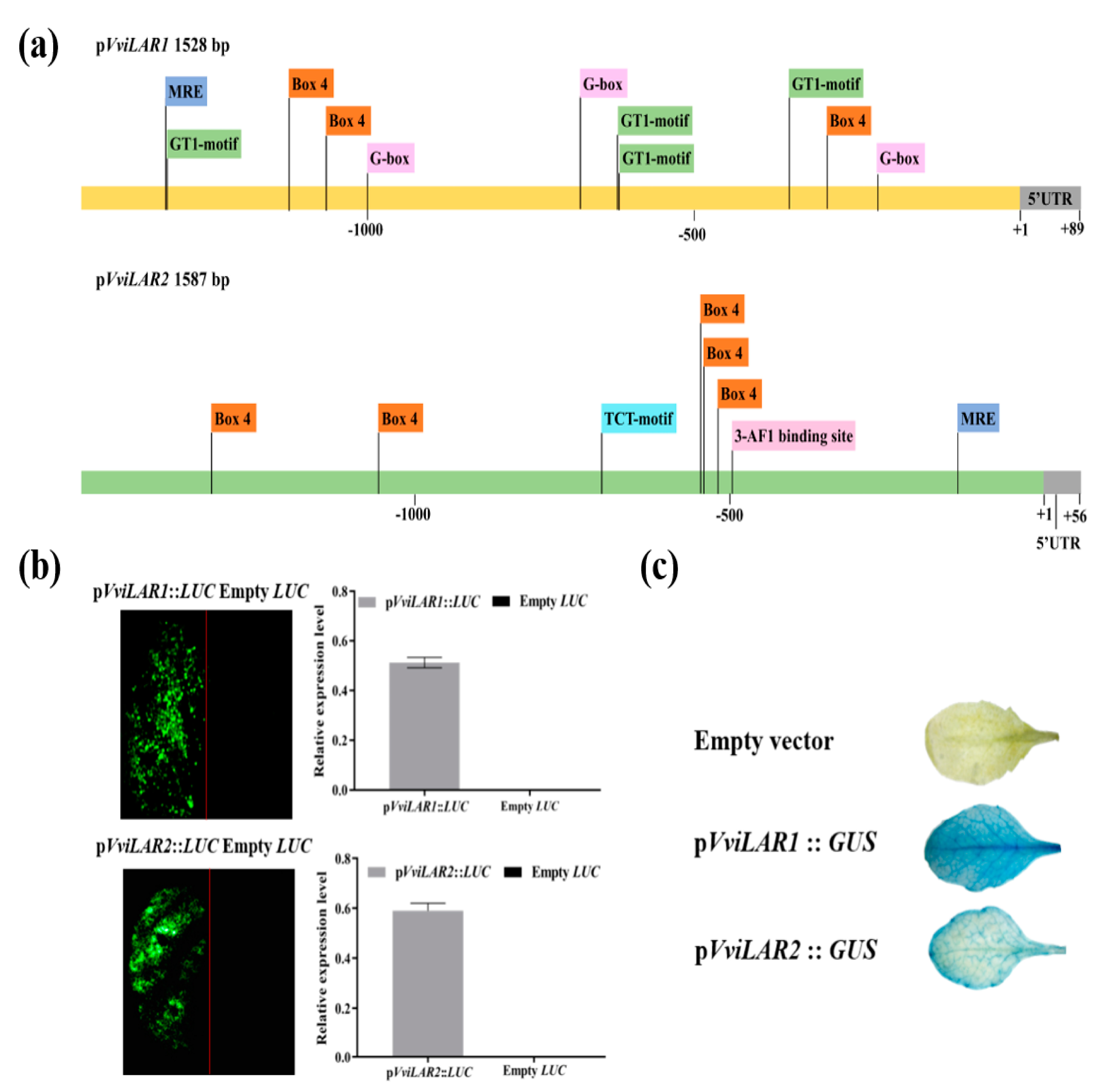 Genes 11 01156 g005 Genes 11 01156 g005