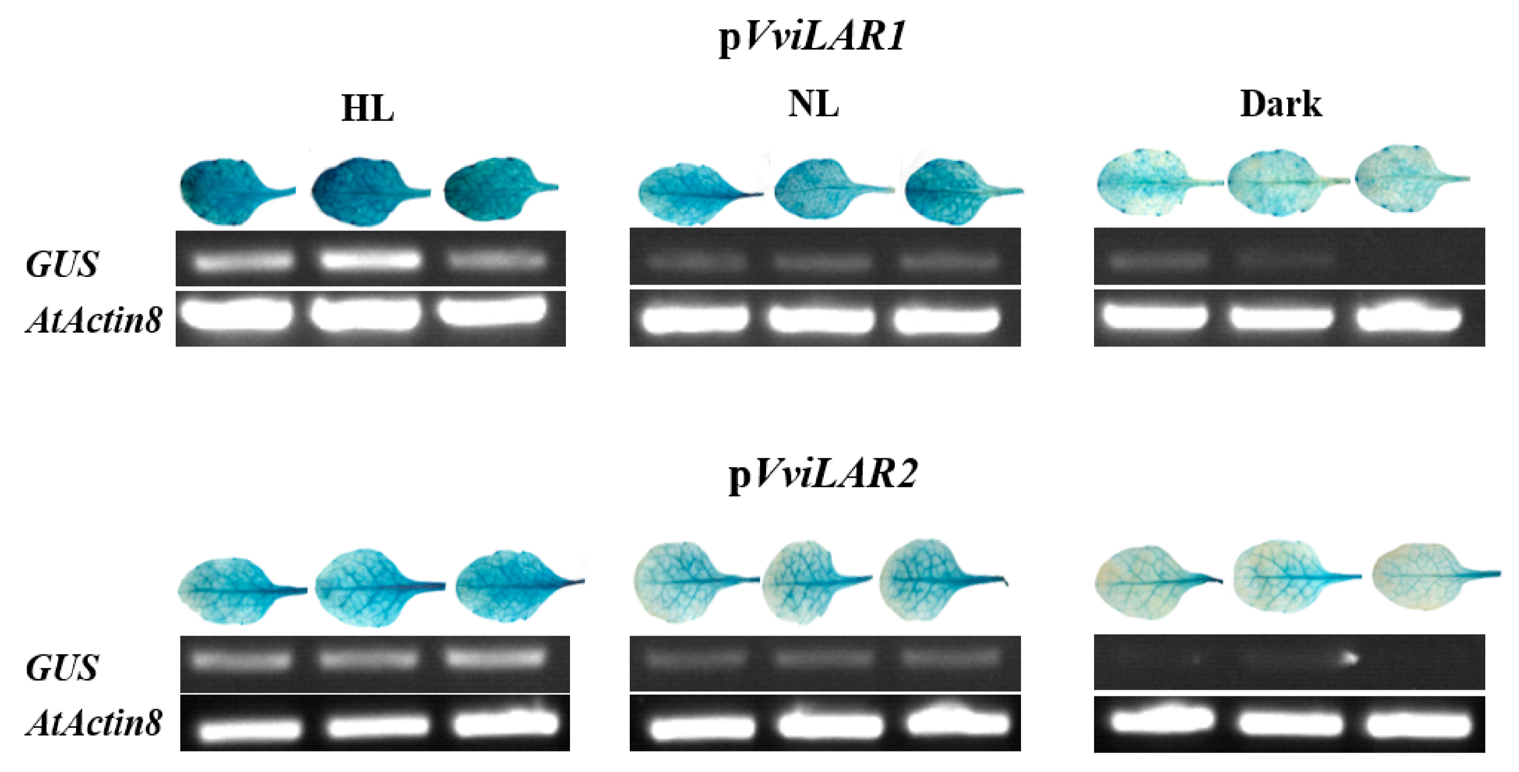 Genes 11 01156 g006 Genes 11 01156 g006