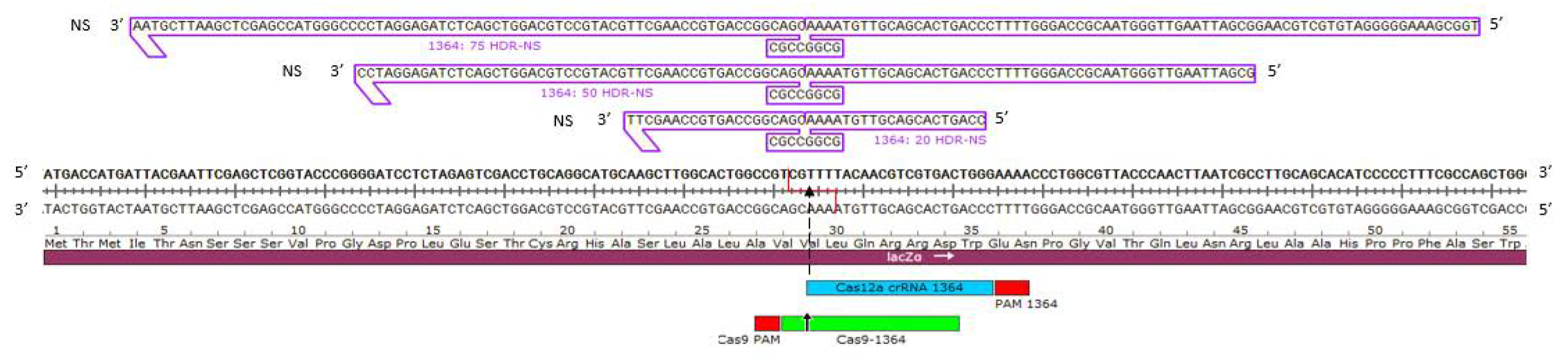 Genes 11 01160 g001