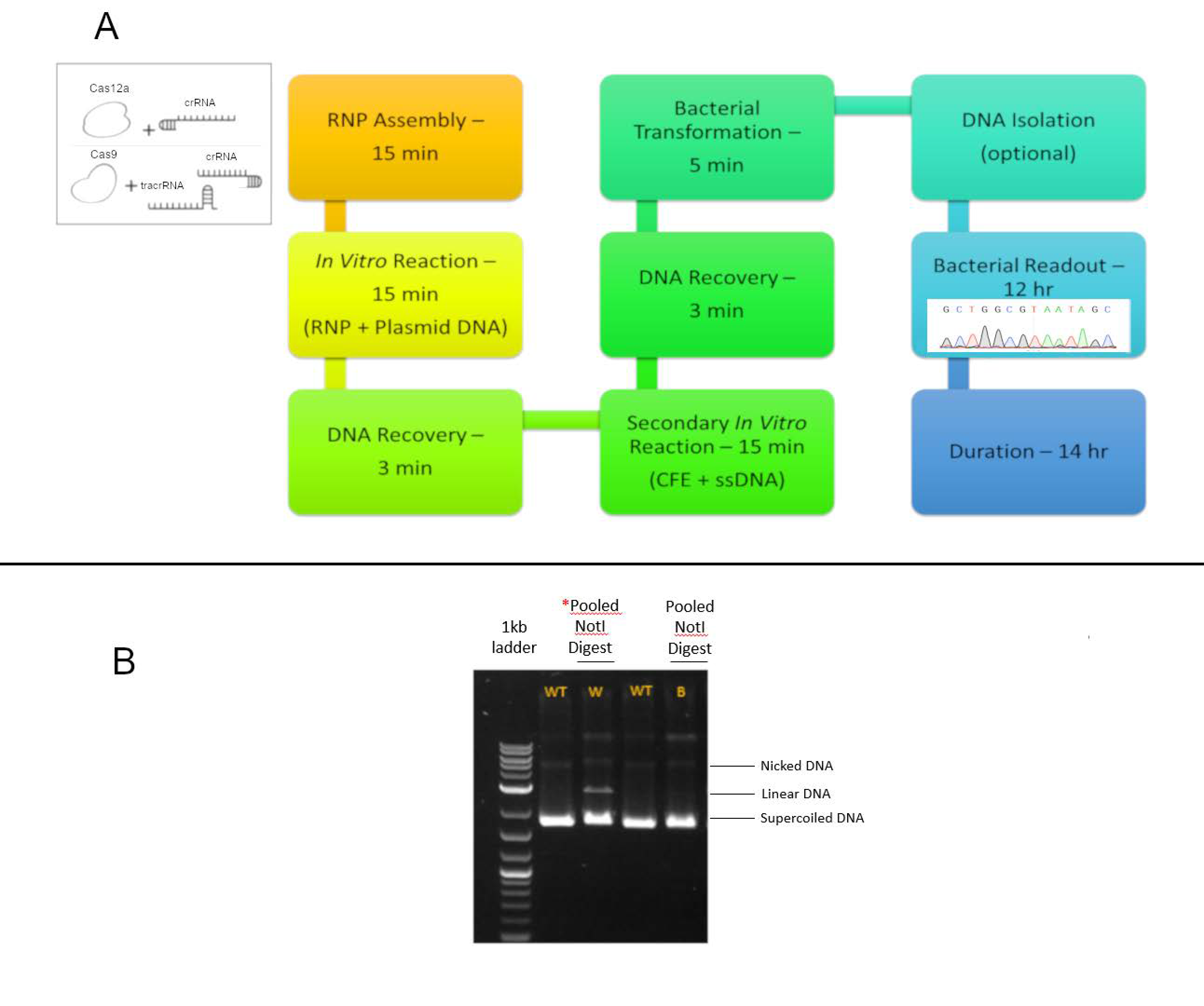 Genes 11 01160 g002
