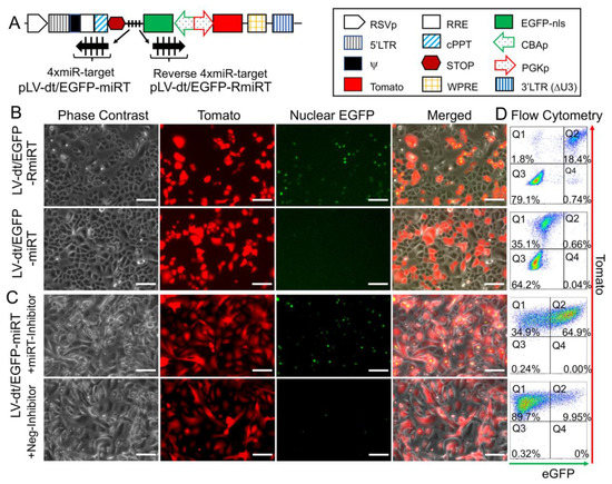 Genes 11 01169 g003 550