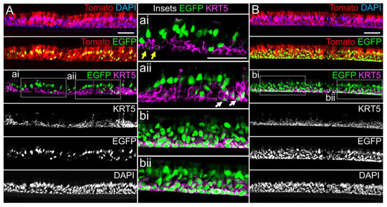 Genes 11 01169 g004 550