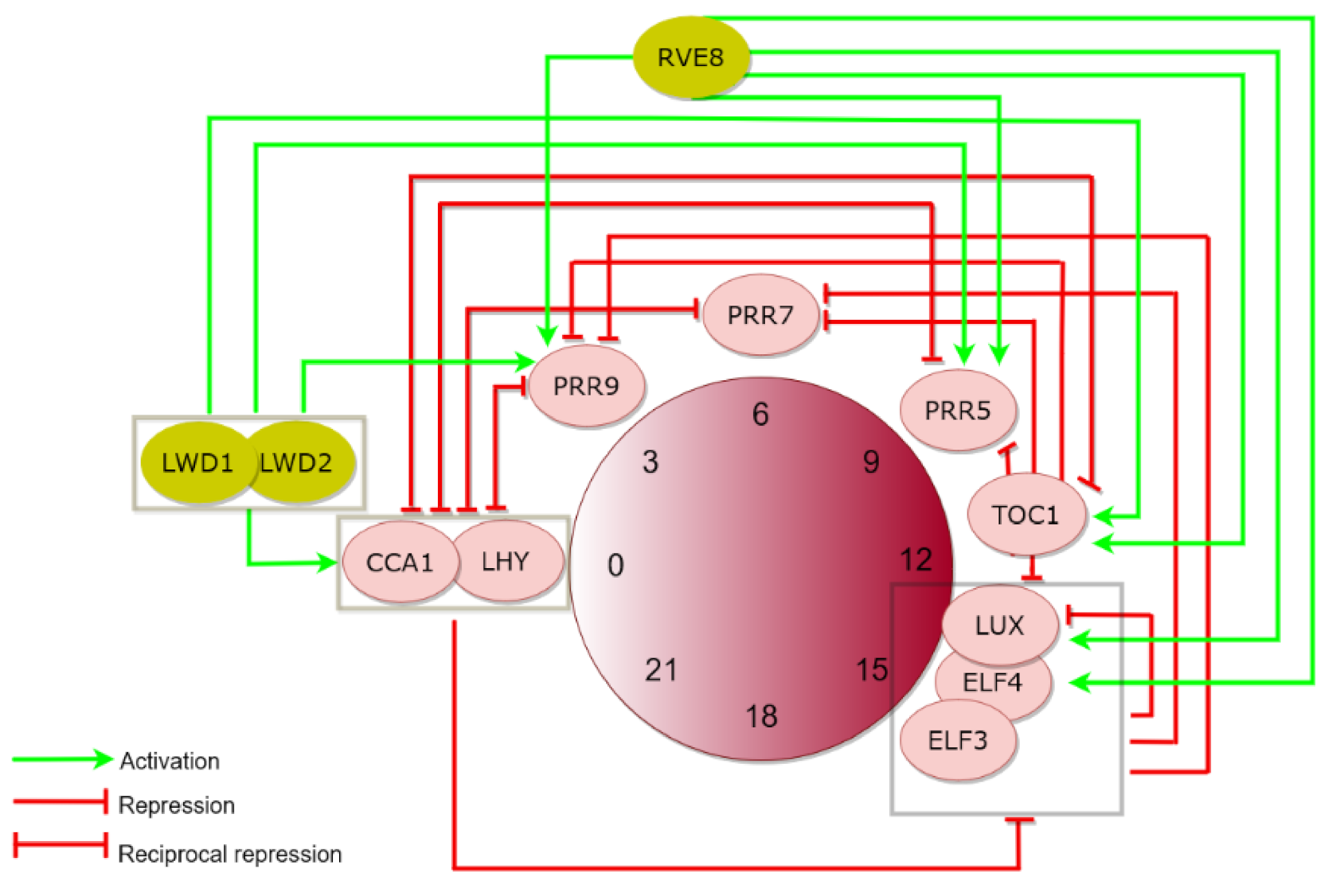 Genes 11 01170 g001 Genes 11 01170 g001