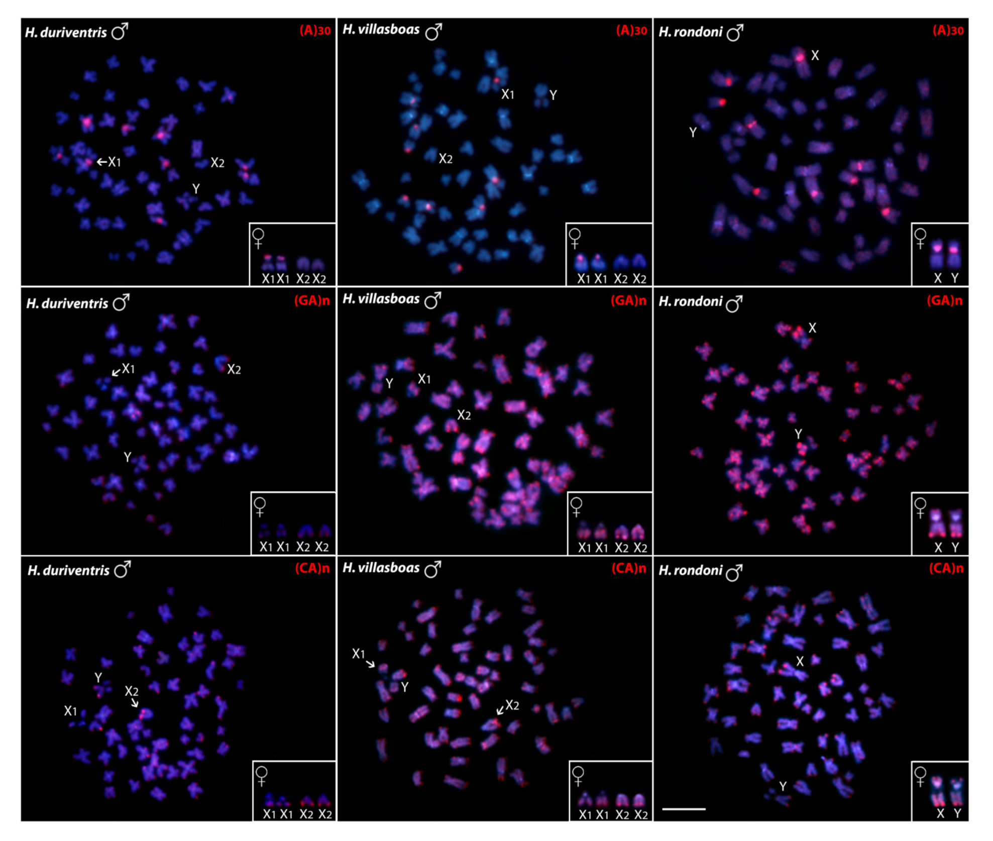 Genes 11 01179 g003 Genes 11 01179 g003